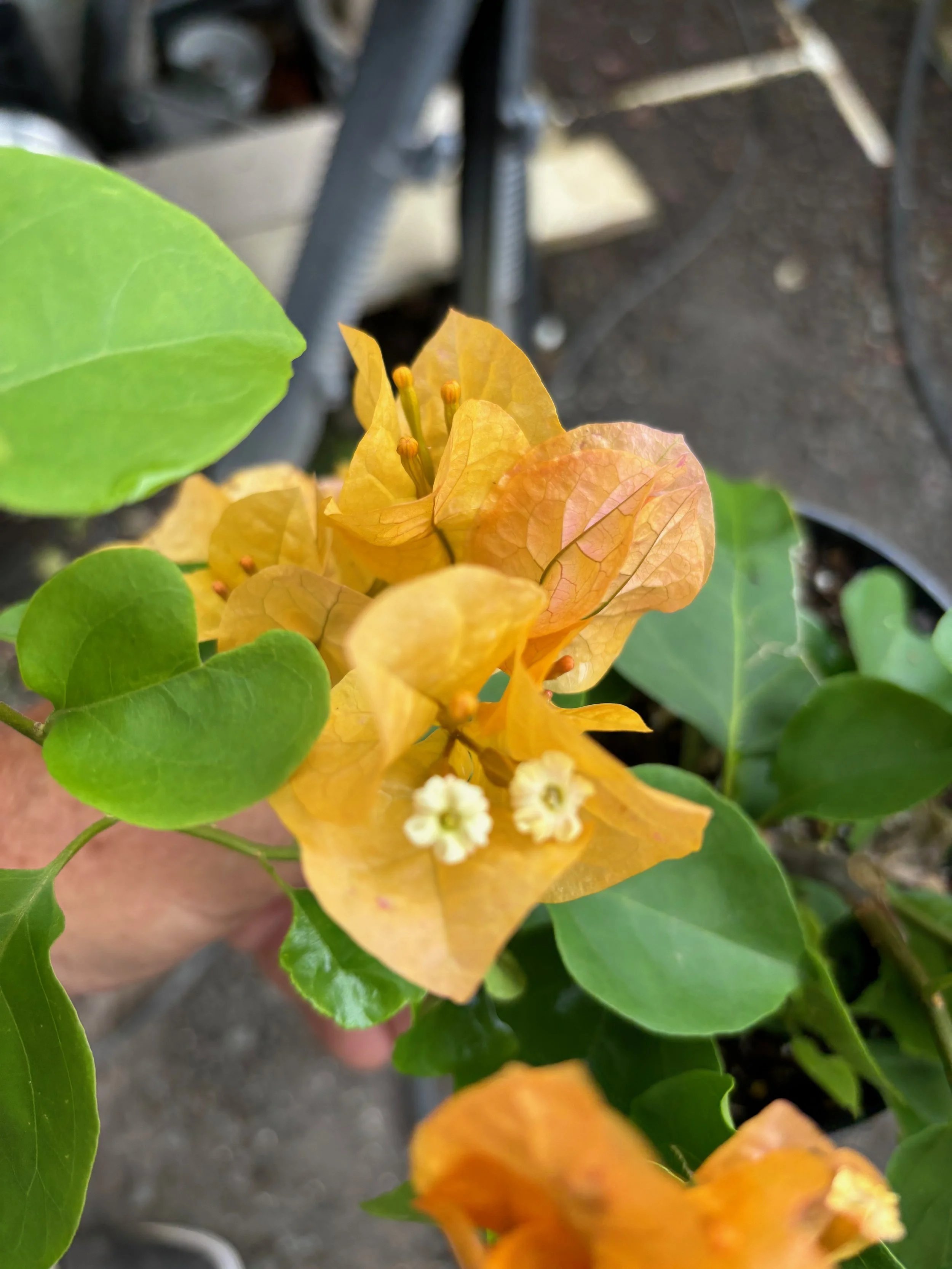 Bougainvillea 'California Gold' (2).jpeg