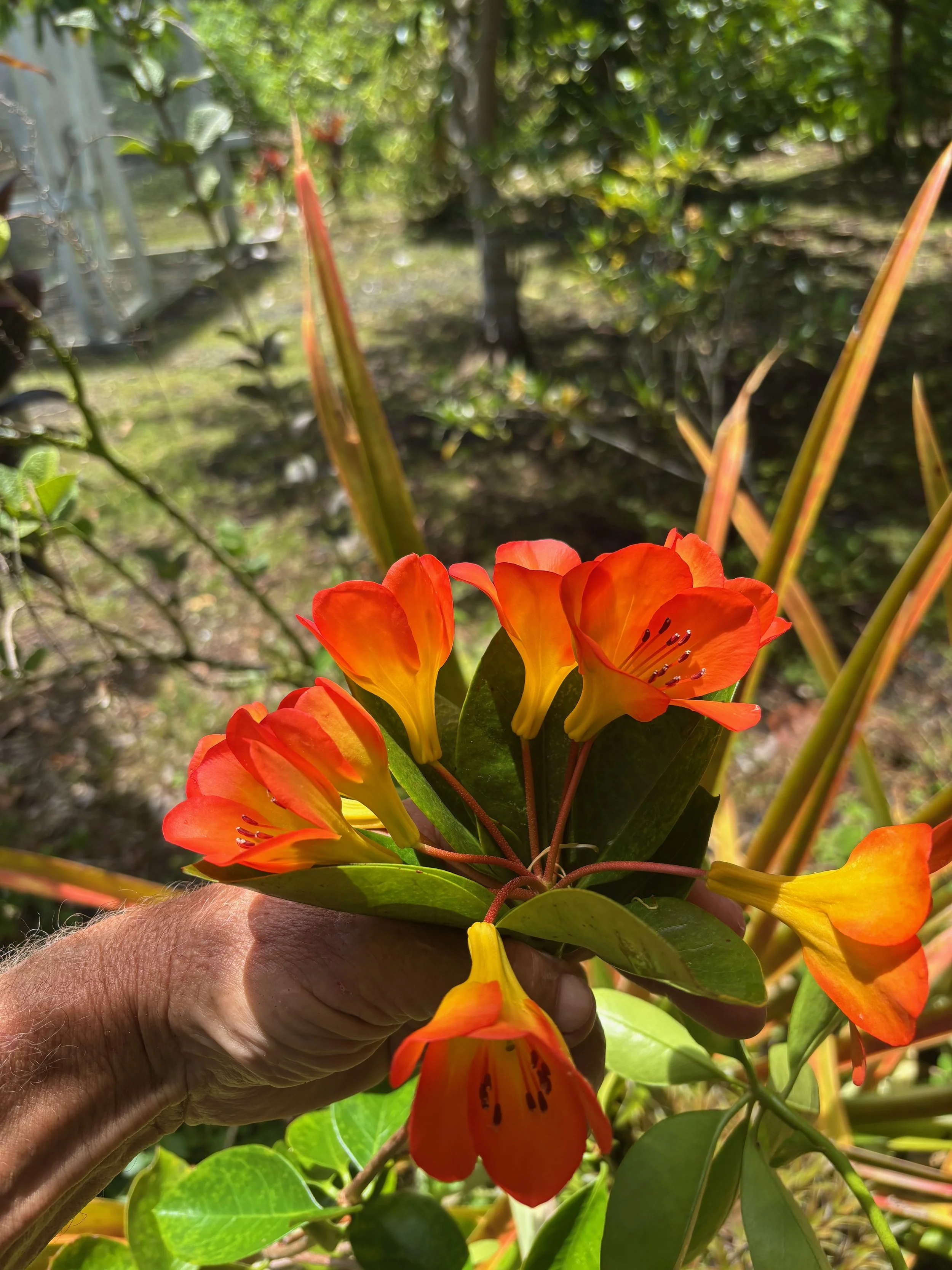 Rhododendron vireya (18) Orange, tall habit.jpeg