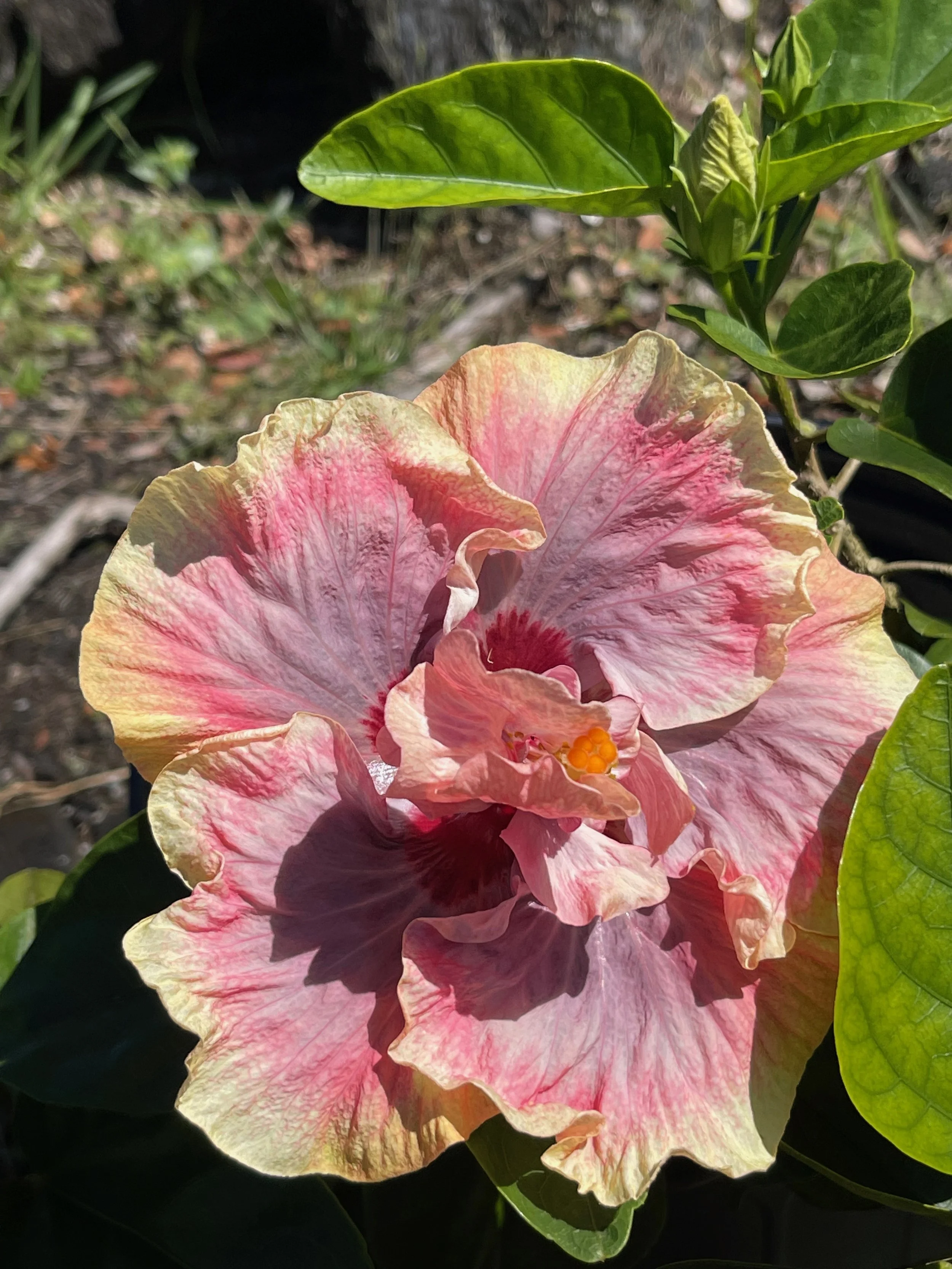 Hibiscus rosa-sinensis 'Allure' — Vintage Green Farms with Tom Piergrossi