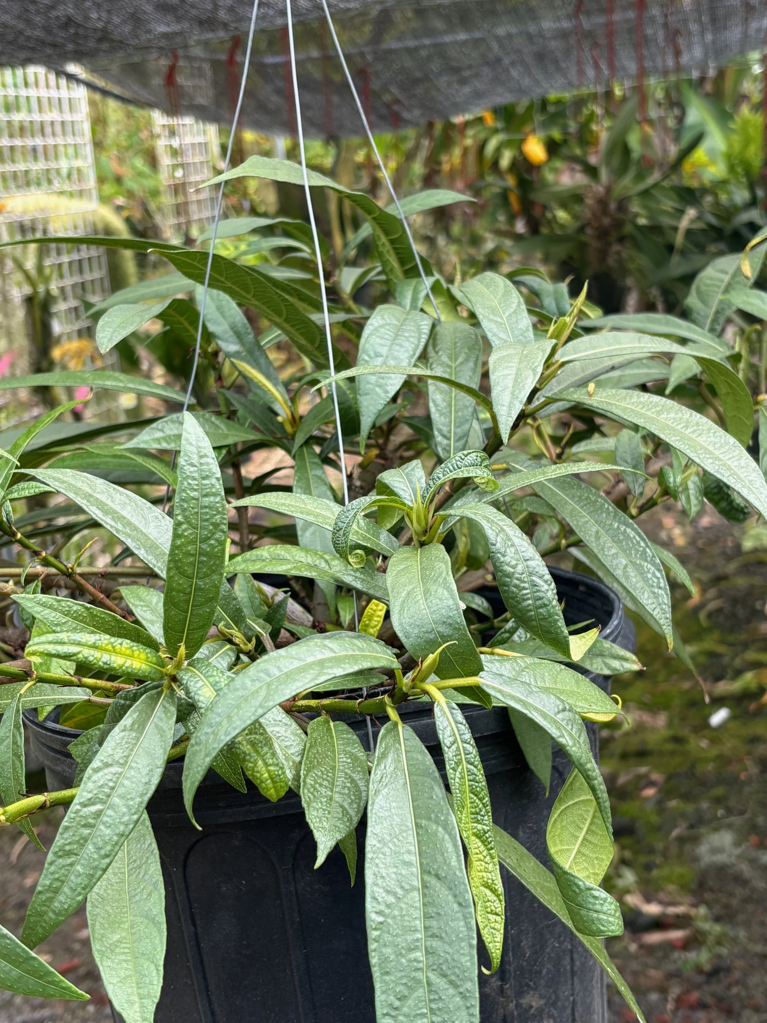 Ficus squamosa (3).jpeg