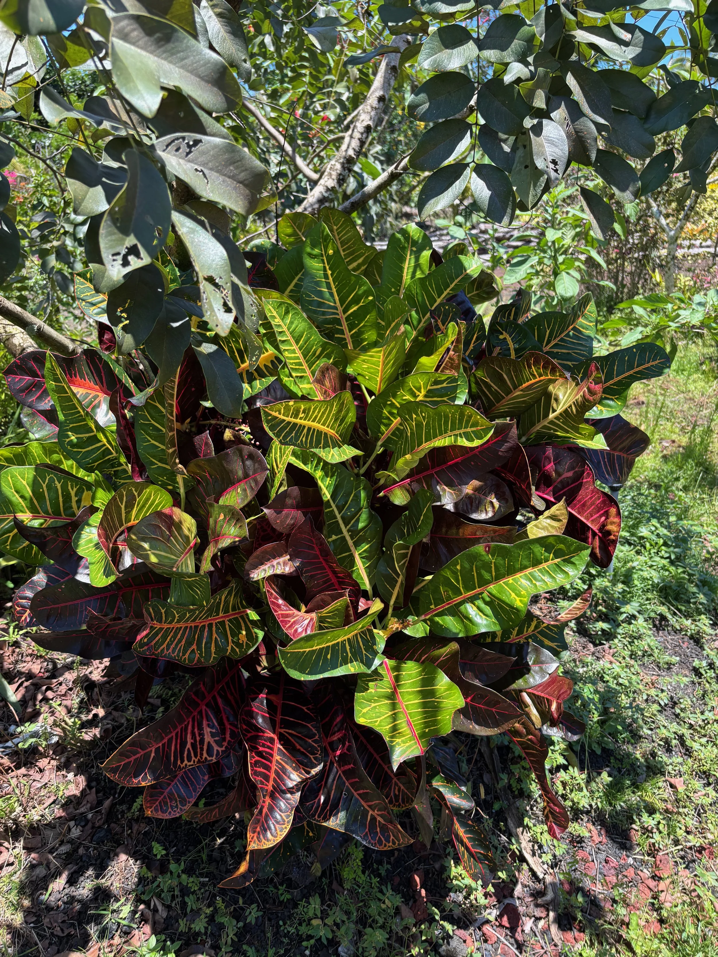 Codiaeum 'Captain Gilbert Cultler'.jpeg