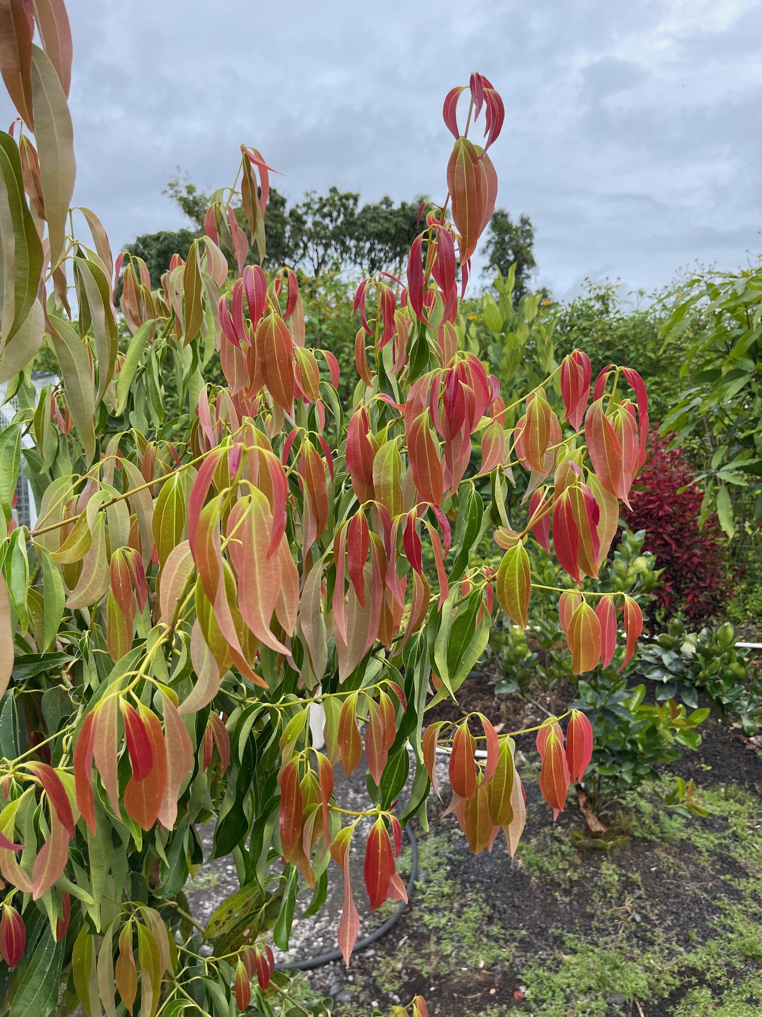 Cinnamomum verum (C. zeylanicum) (1).jpeg