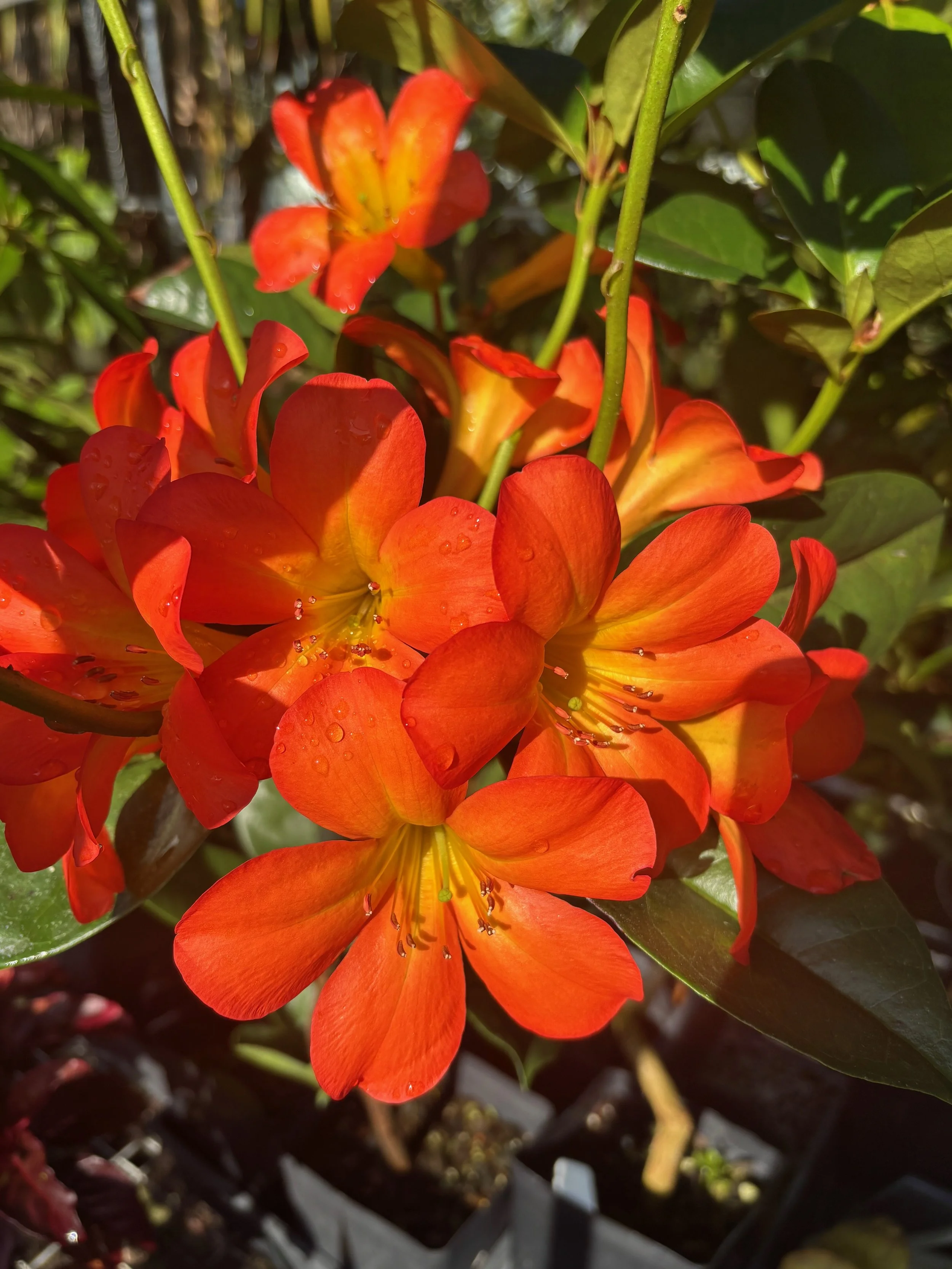 Rhododendron vireya 'Ring of Fire' (2).jpeg