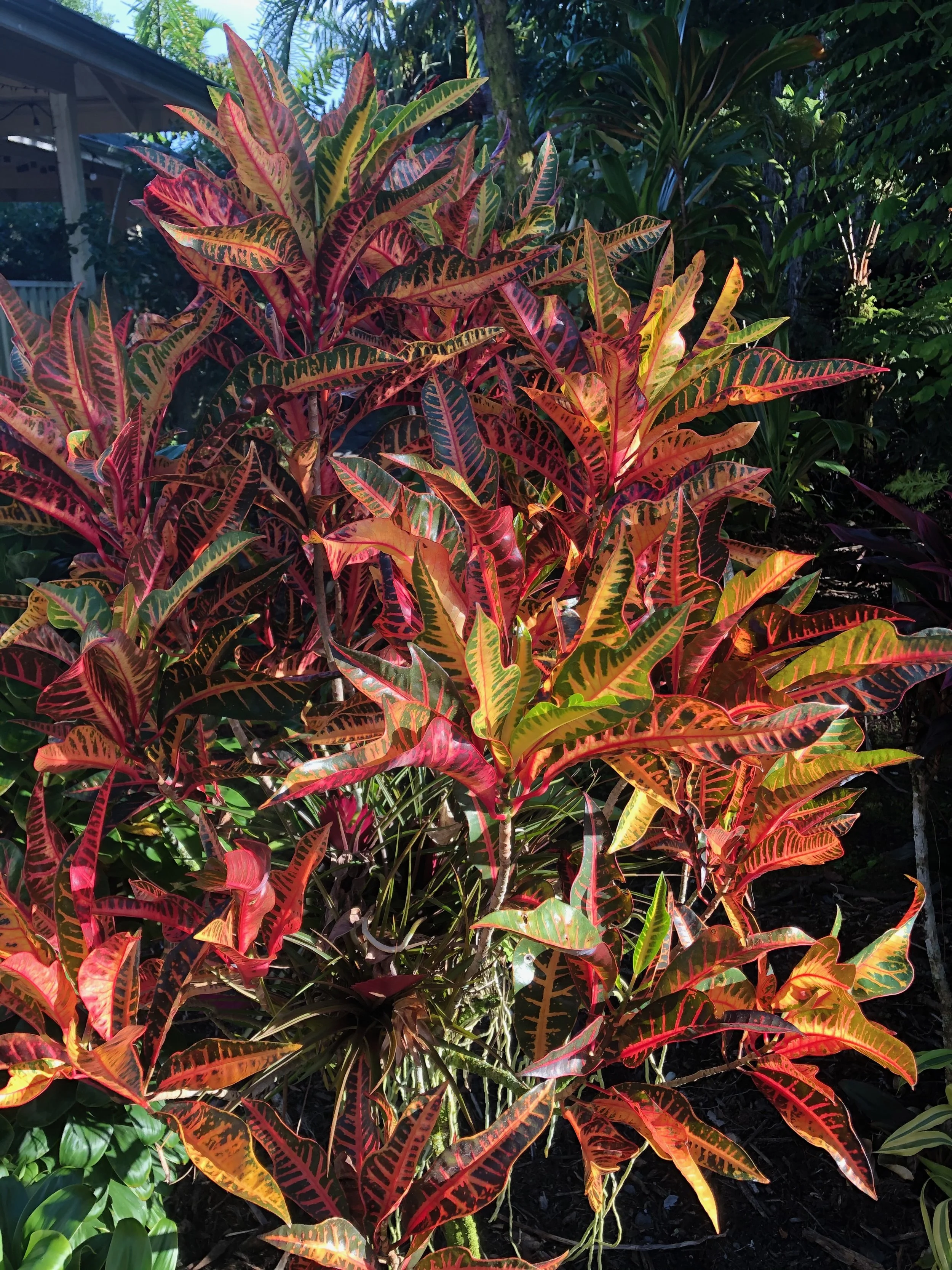Codiaeum 'Ann Rutherford' — Vintage Green Farms with Tom Piergrossi