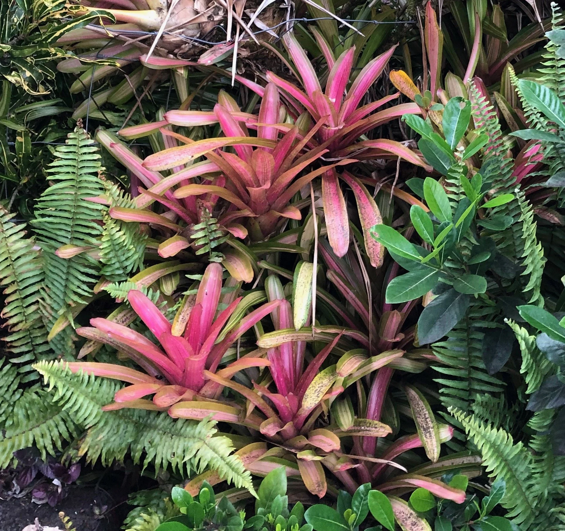 Neoregelia sp. medio-variegata 'Martin' (1).jpeg