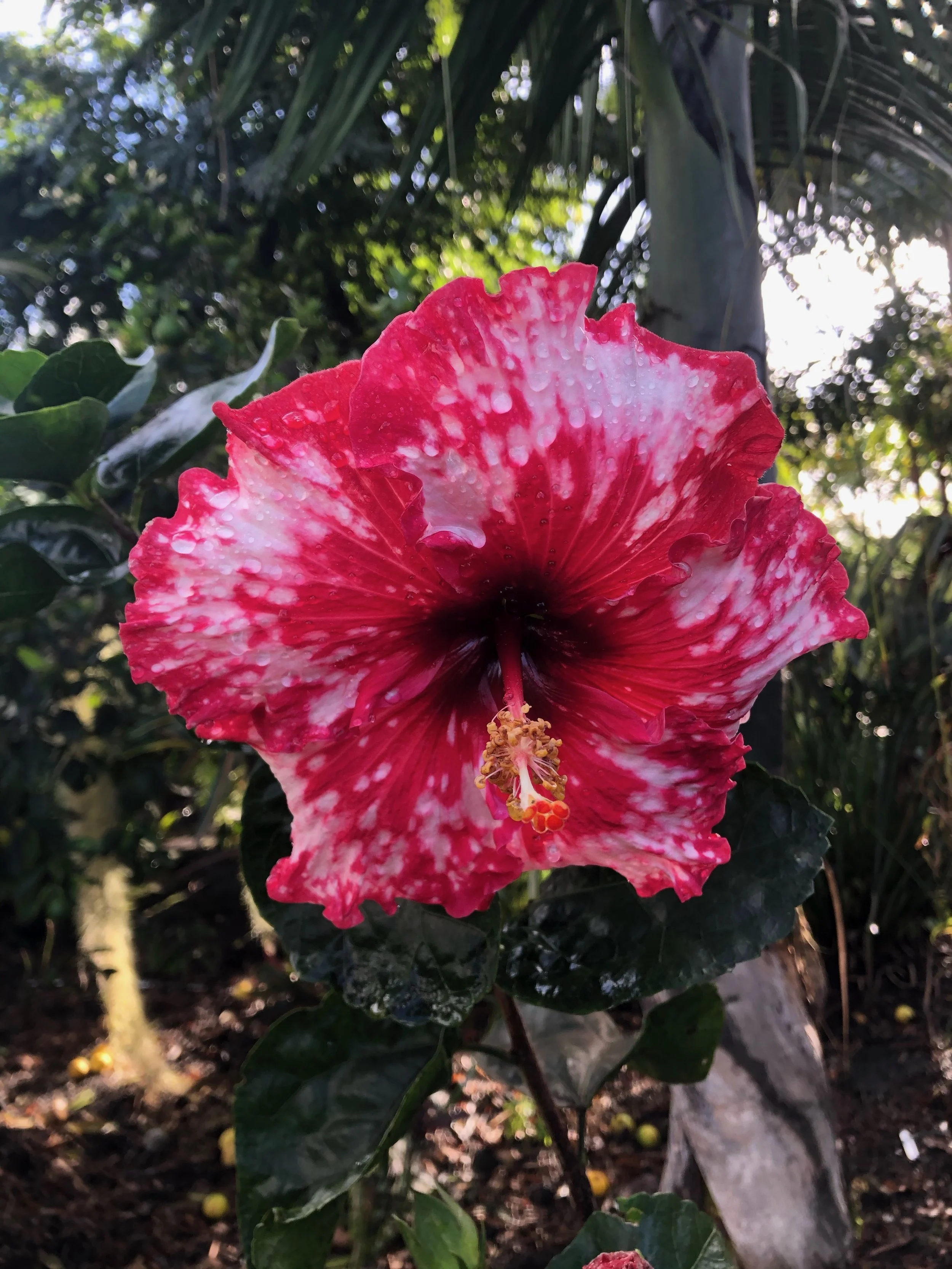 Hibiscus rosa-sinensis 'Corazon' (1).jpeg
