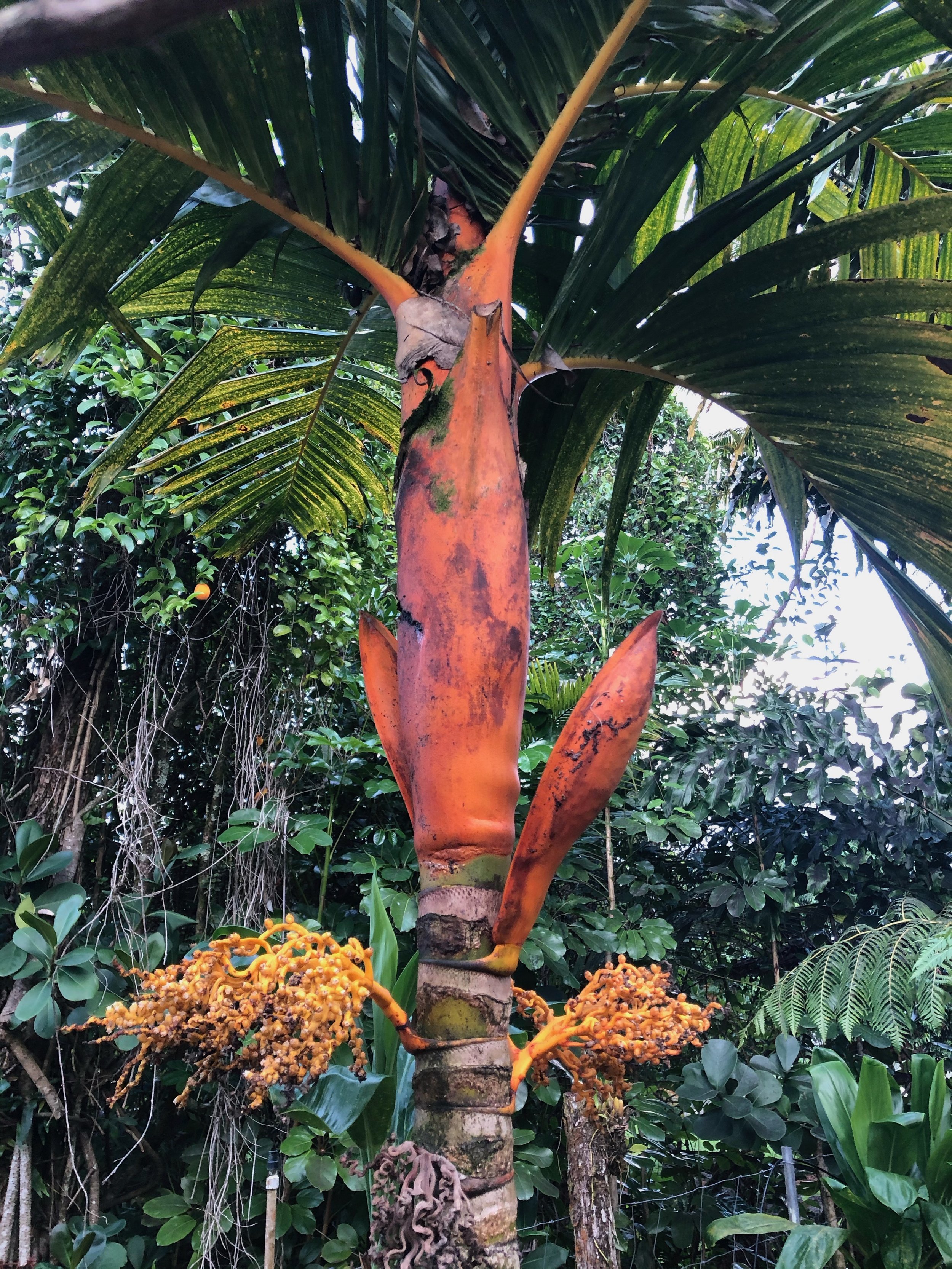 Areca vestiaria.jpeg