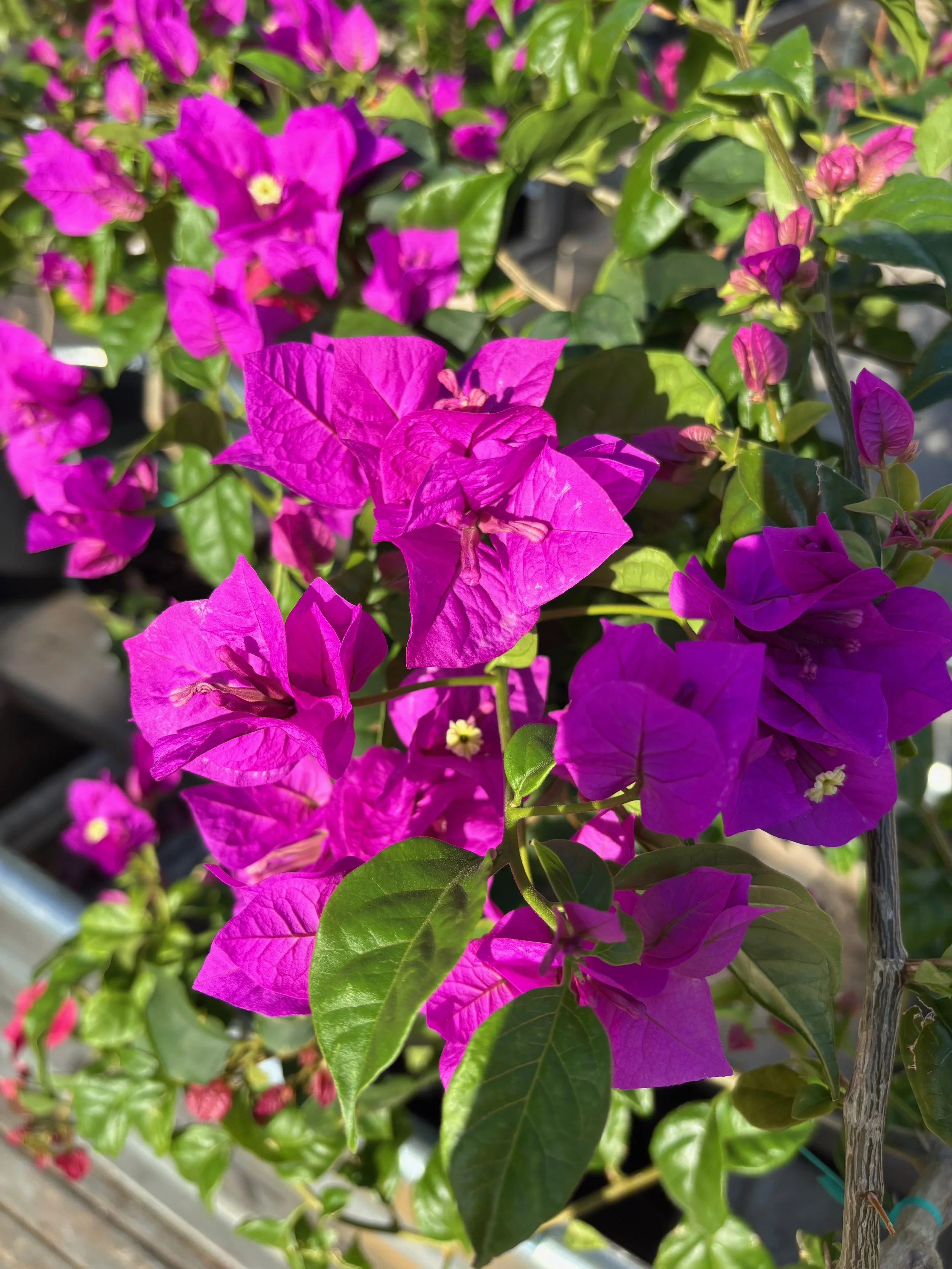 Bougainvillea 'Elizabeth Angus' (Dark Purple).jpeg