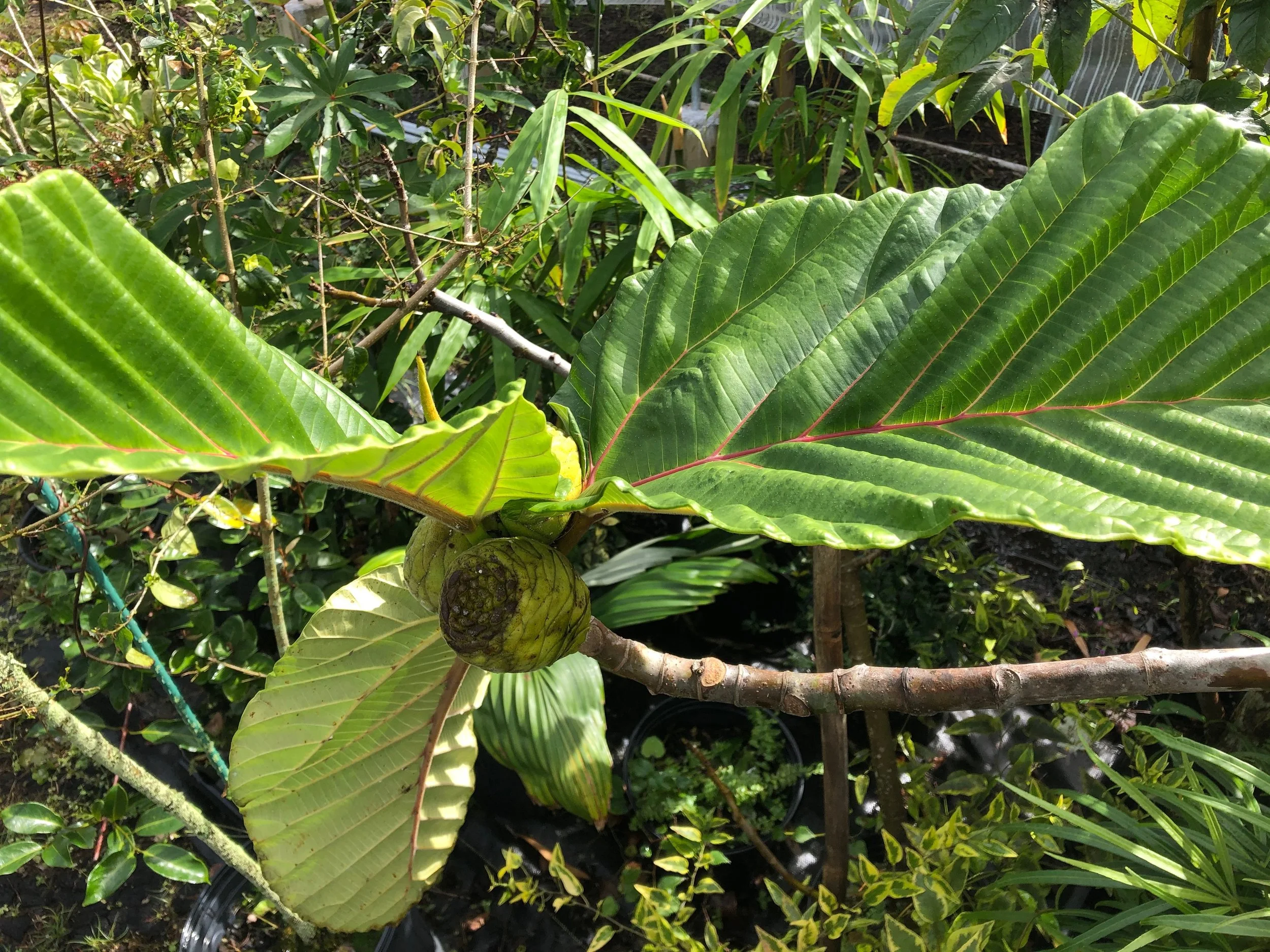 Ficus dammaropsis (1).jpeg