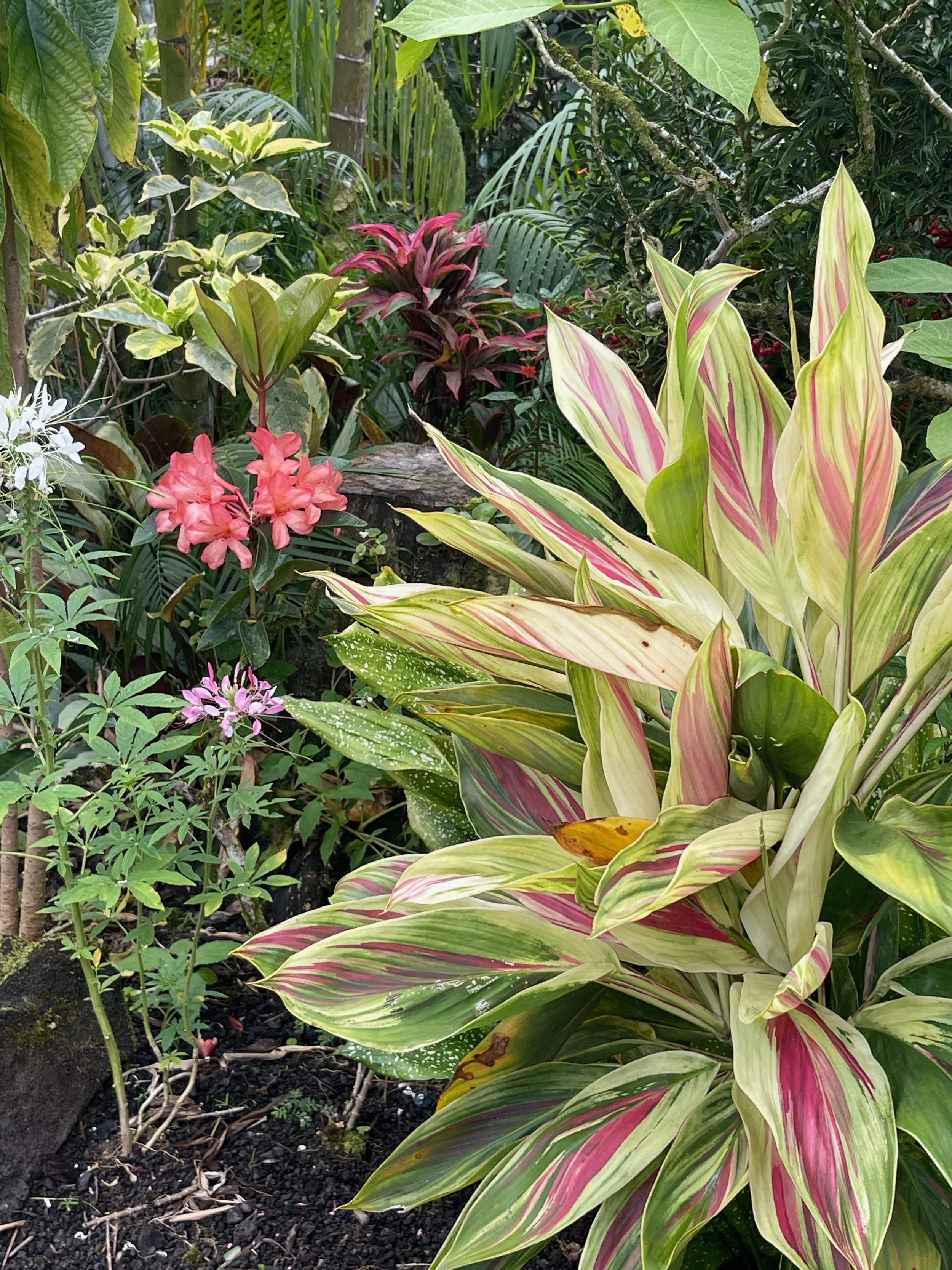 Rhododendron vireya (06) (Dark Peach, large) (1).jpeg