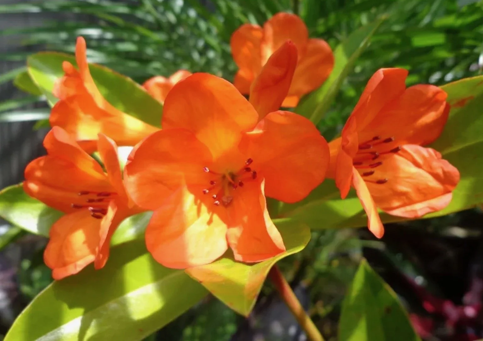 Rhododendron vireya 'Niugini Firebird'2.jpeg
