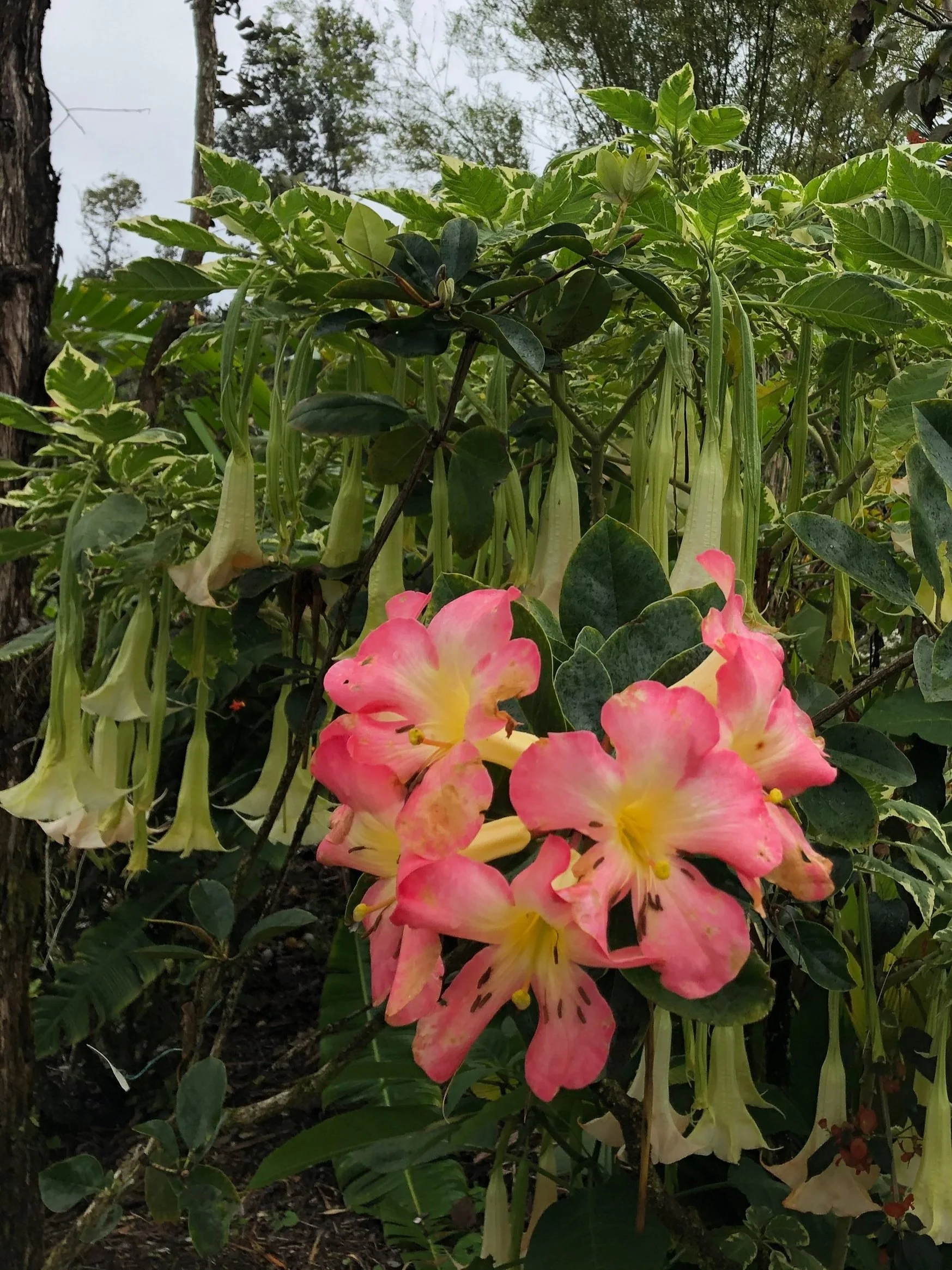Rhododendron+vireya+%27Baby+Calavar%27.jpg