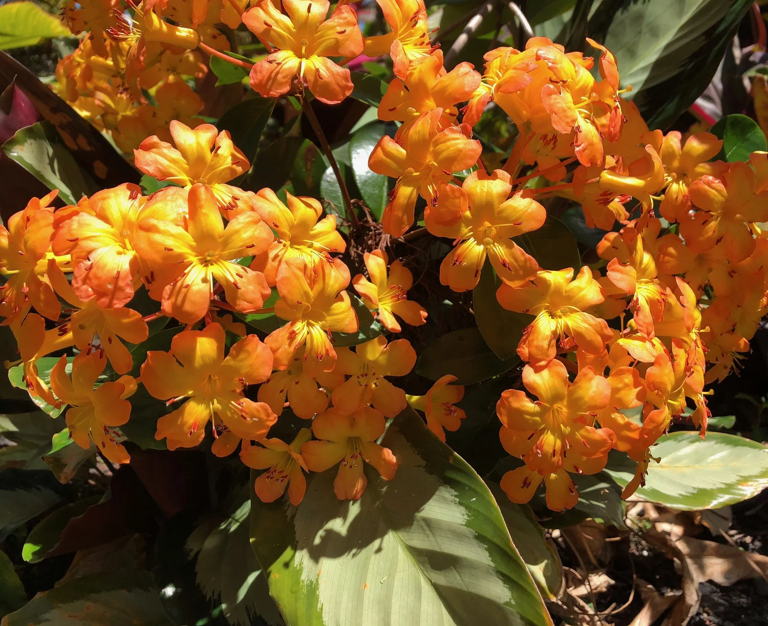 Rhododendron vireya (02) Pale Orange, small flower  Vintage Green Farms  with Tom Piergrossi