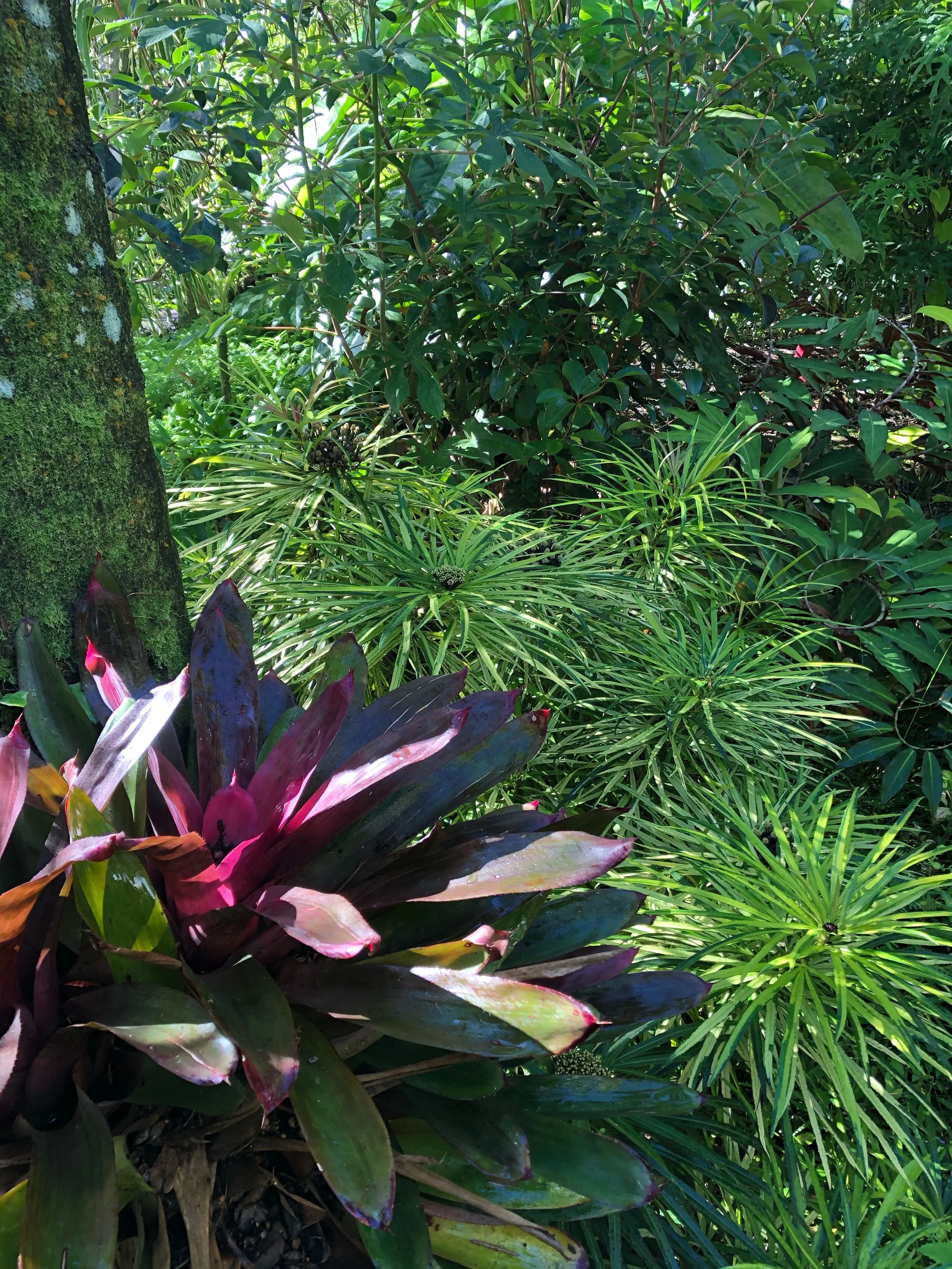 Osmoxylon lineare variegata (5).jpeg