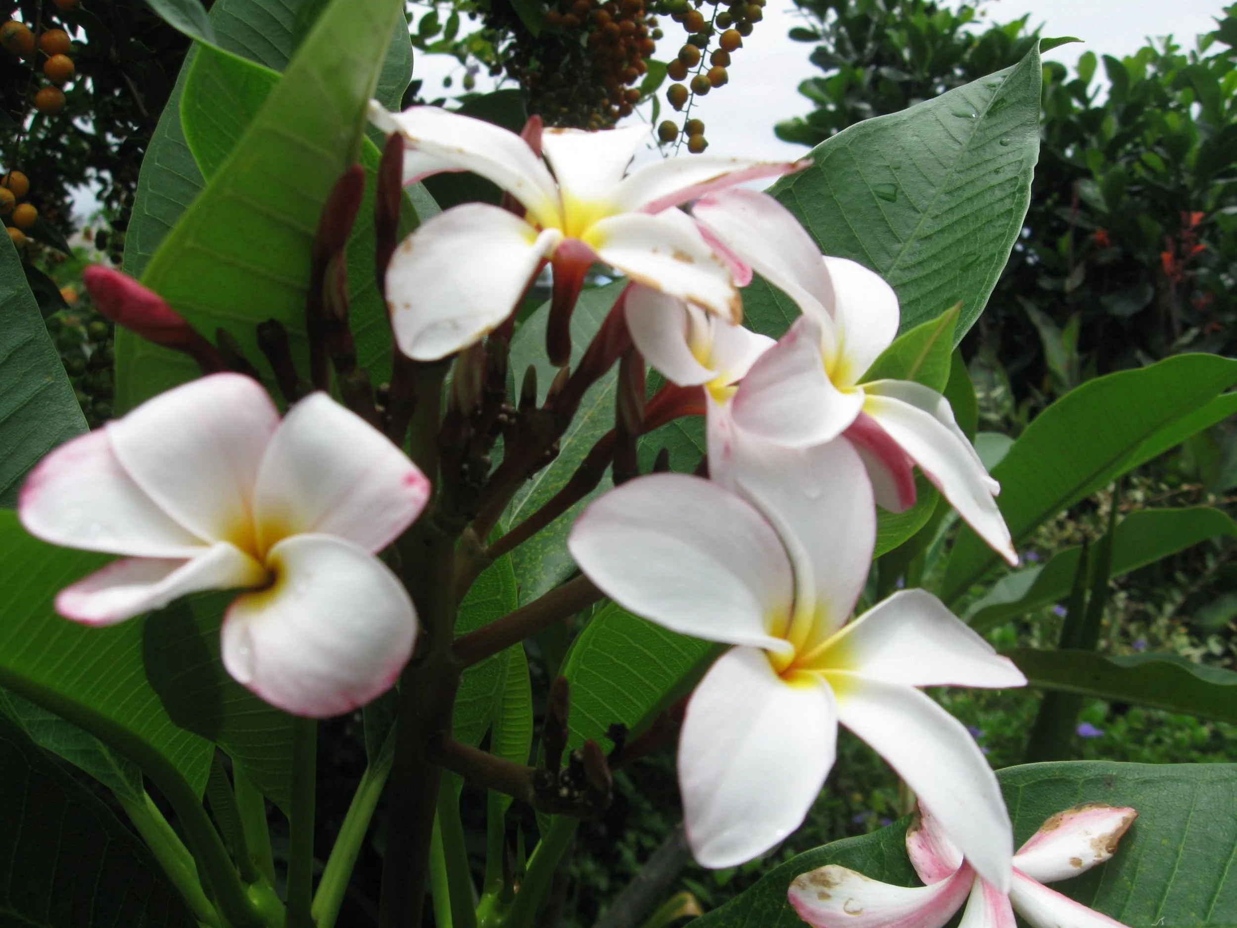 Plumeria rubra ‘Slaughter Pink’ (2).jpeg