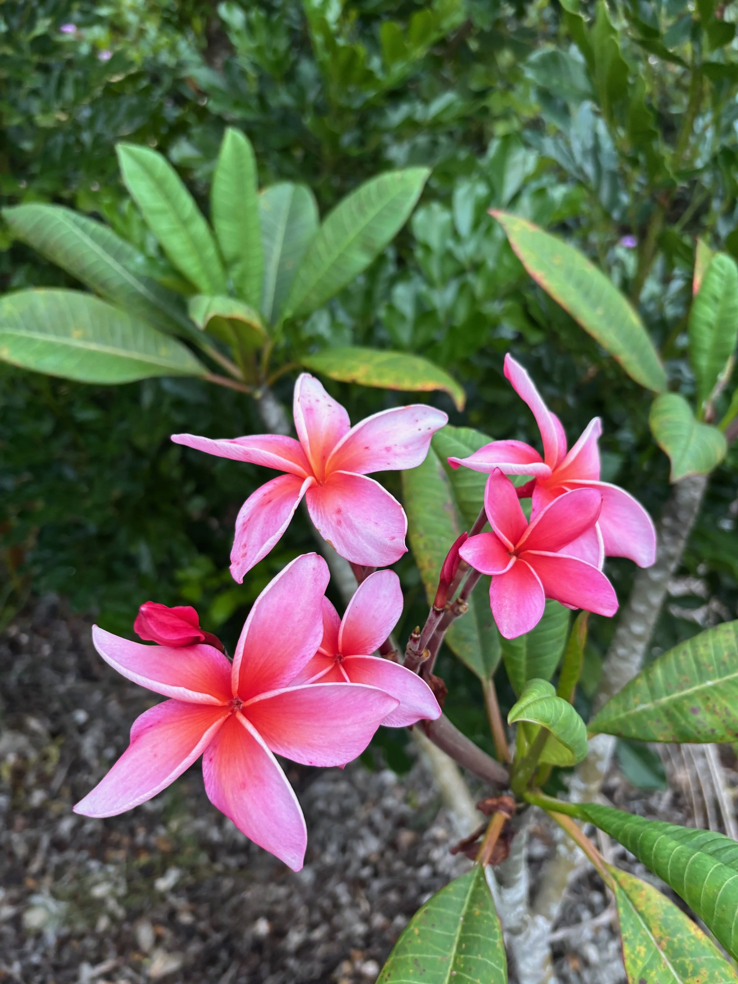 Plumeria rubra 'Dean Conklin' (1).jpeg