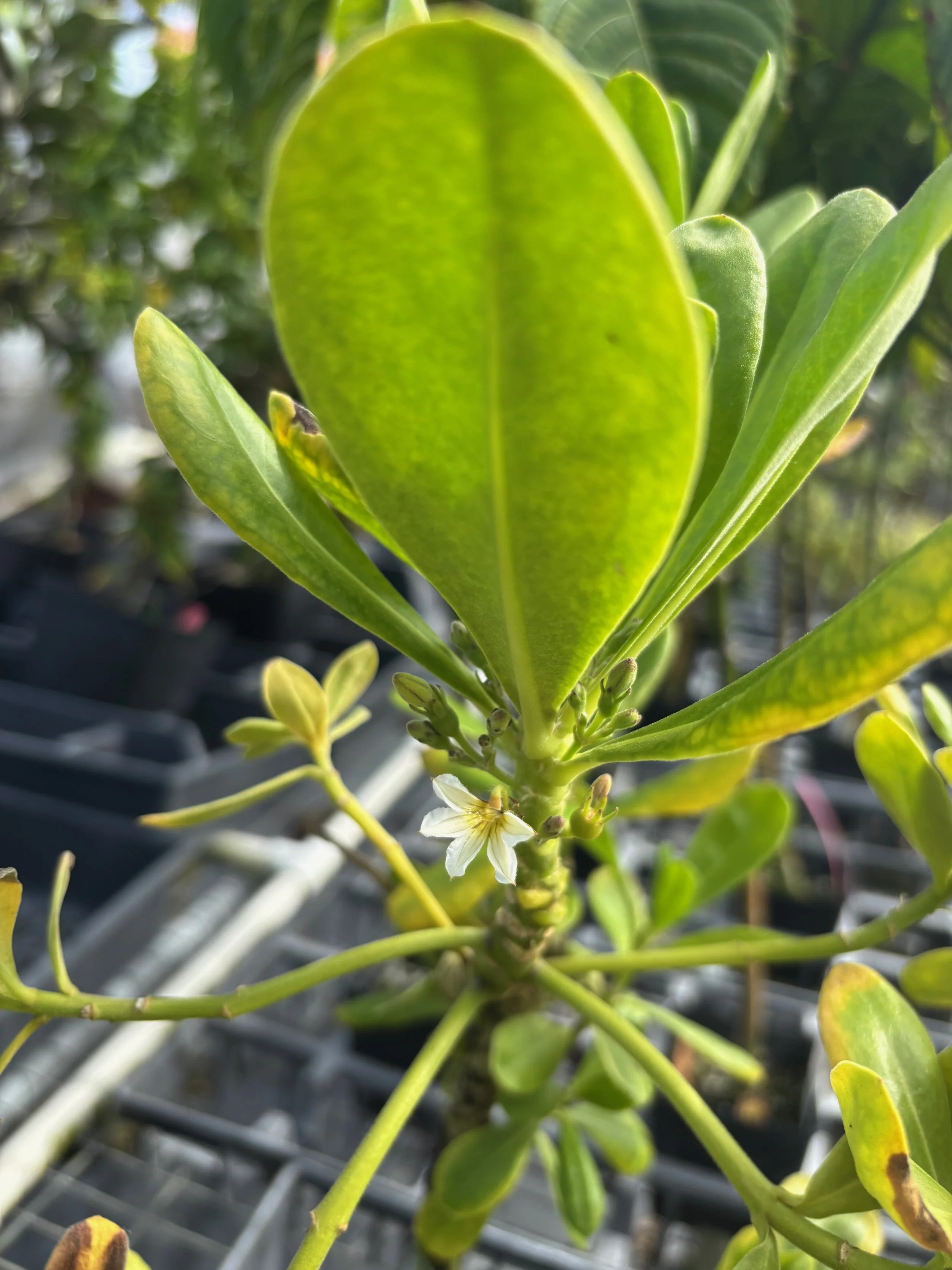 Scaevola sericea (1).jpeg