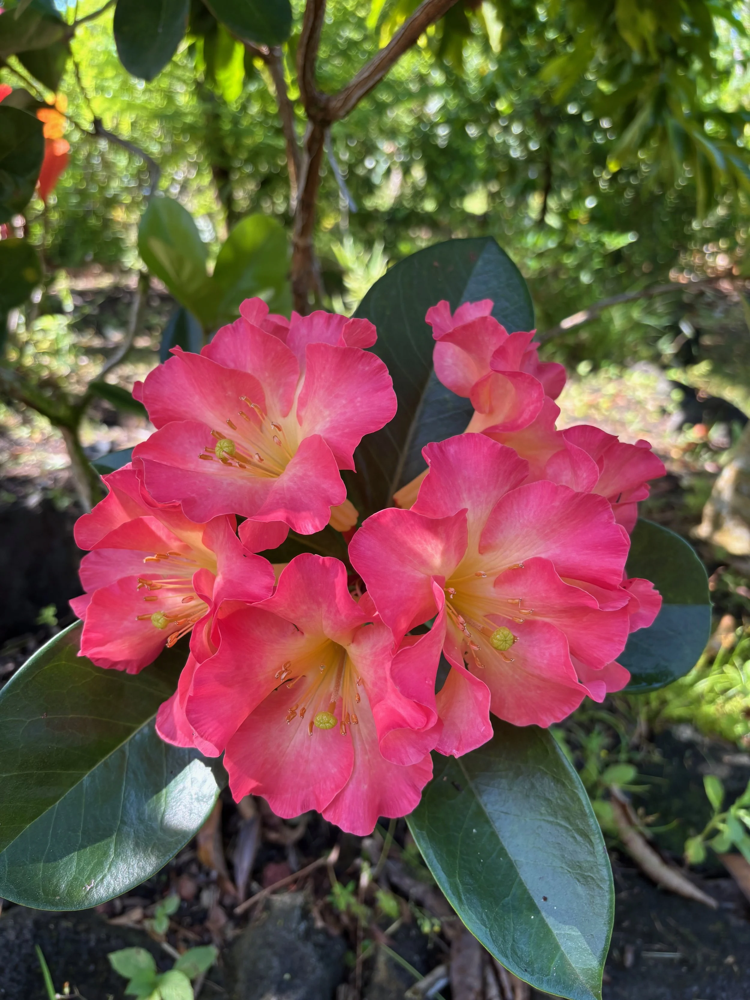 Rhododendron vireya 'New Zealand' (1).jpeg