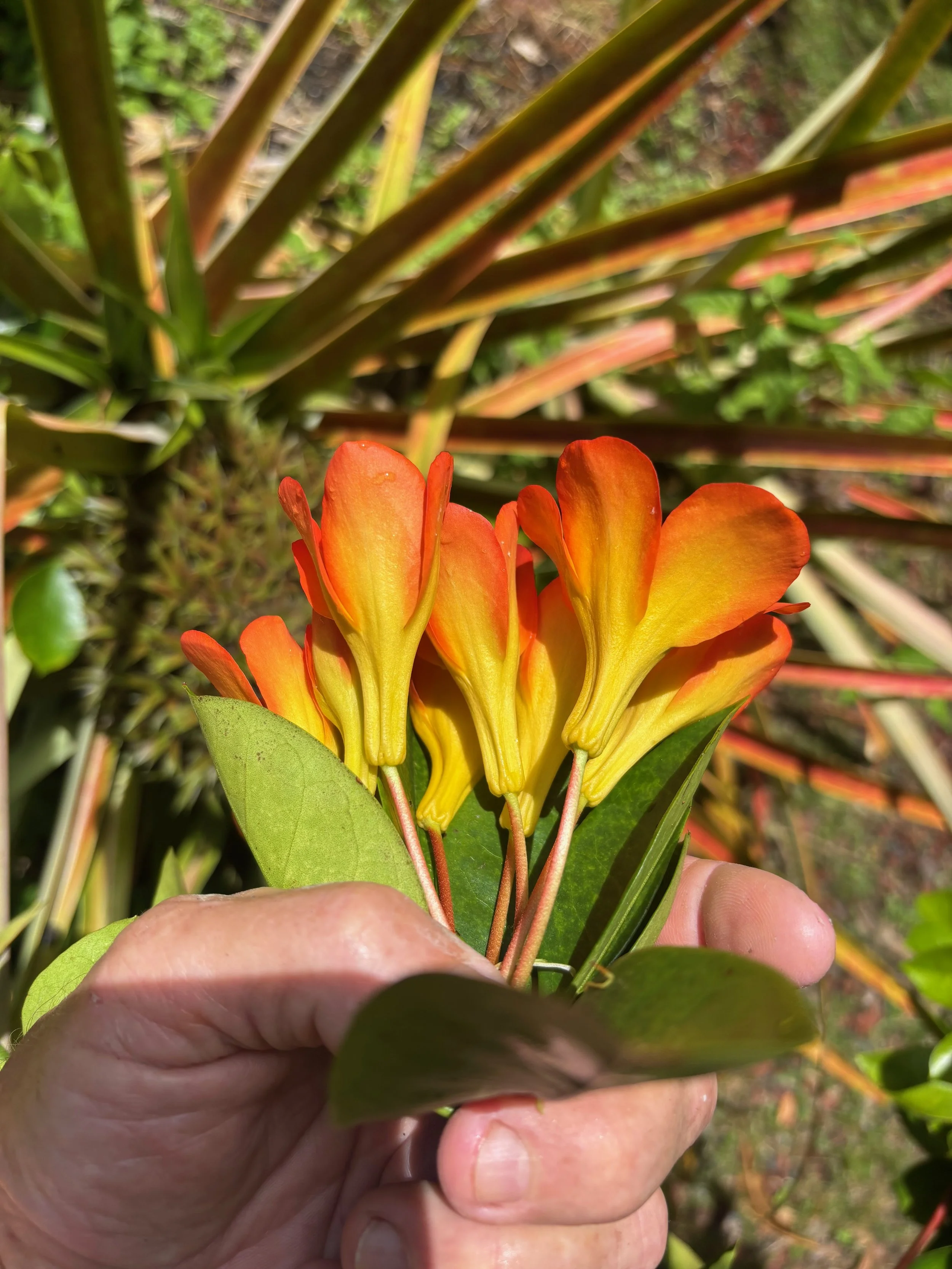 Rhododendron vireya (18) Orange, tall habit (2).jpeg