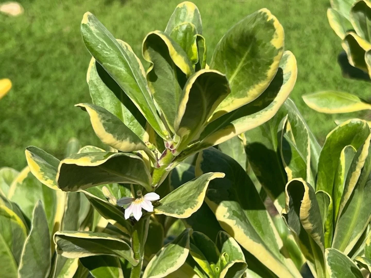 Scaevola sericea variegata 'Magic Sands' (3).jpeg