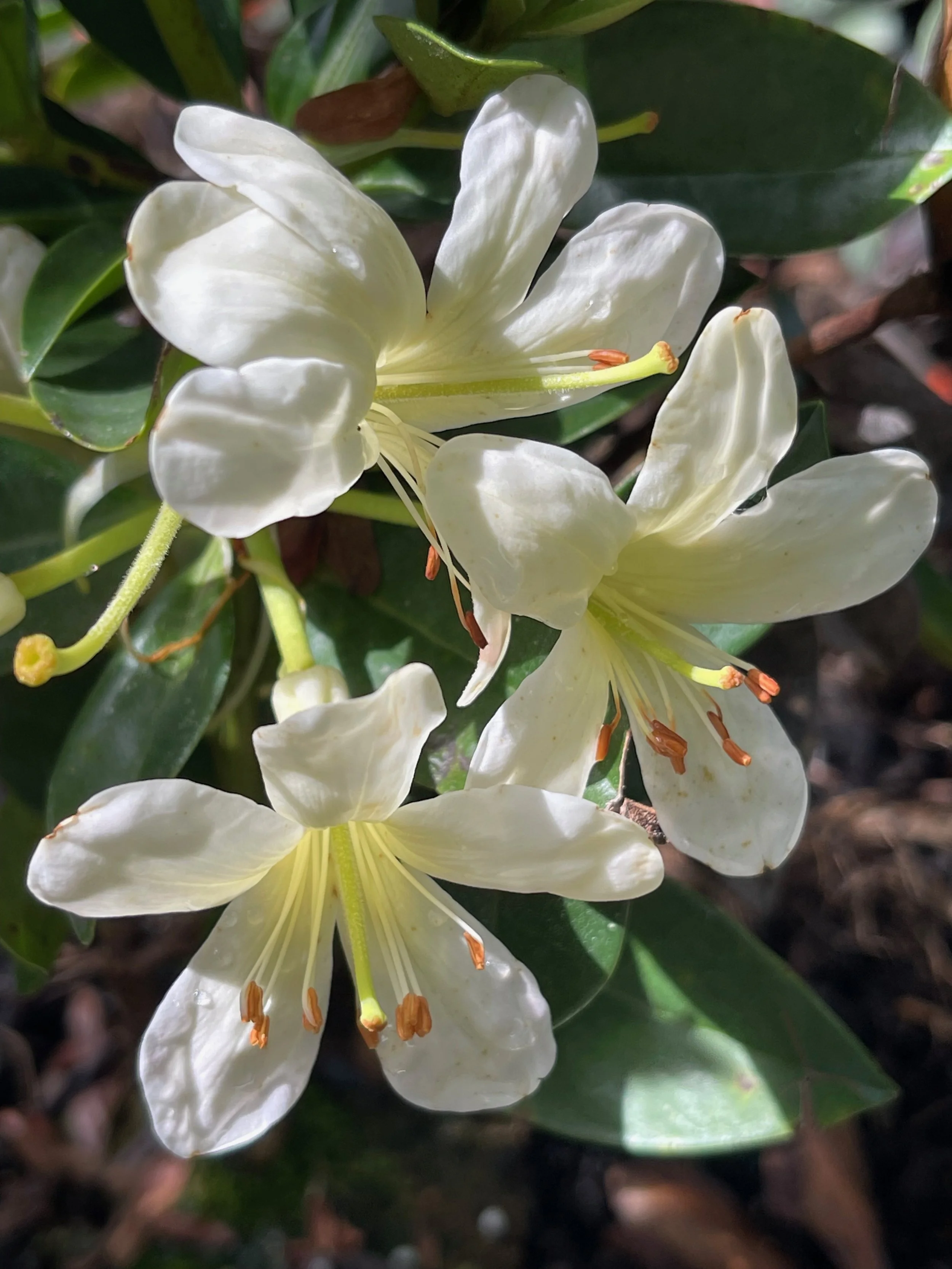 Rhododendron vireya 'Moyle's Marvel' (1).jpeg