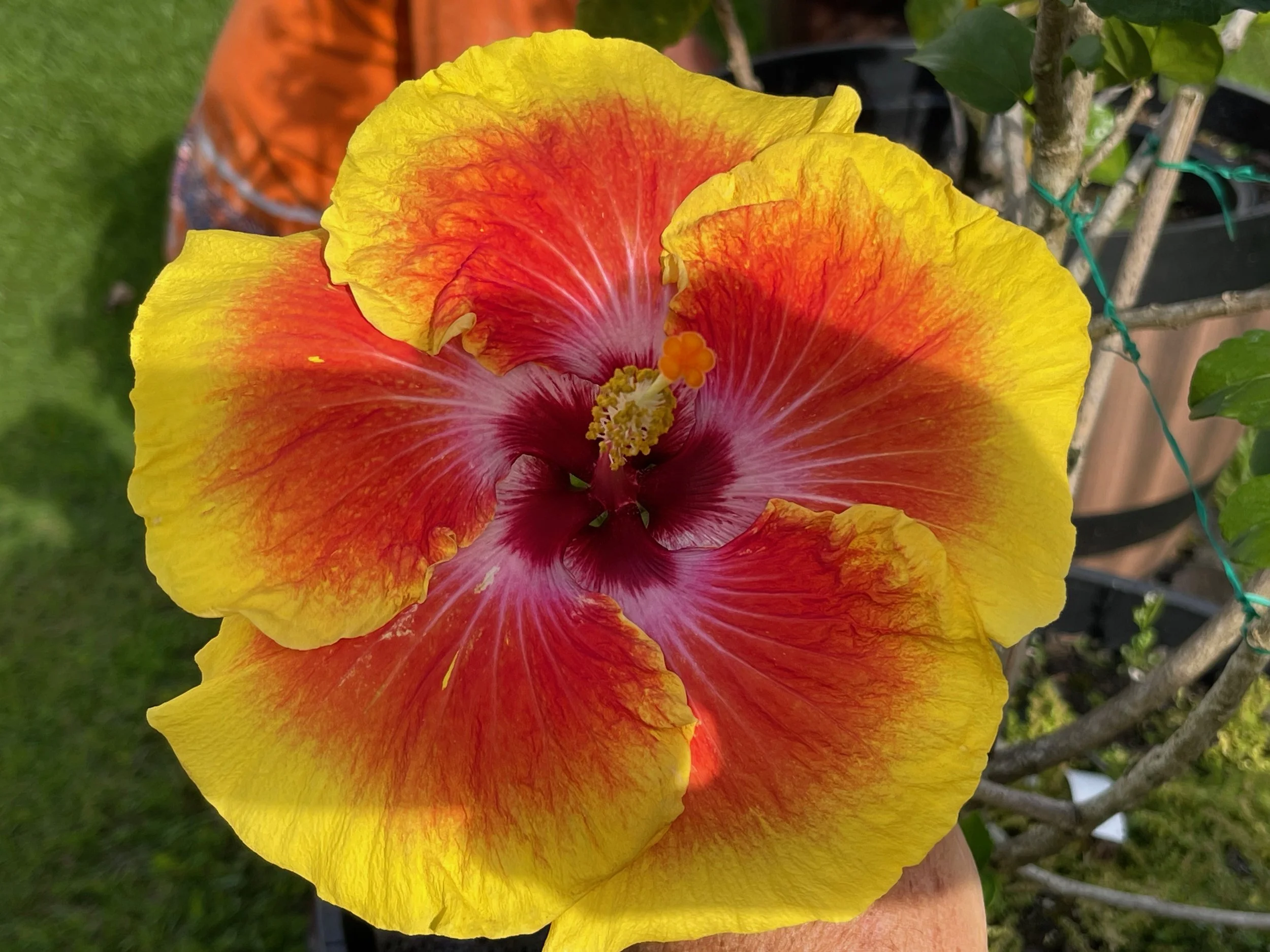 Hibiscus rosa-sinensis 'Acapulco Gold'.jpeg
