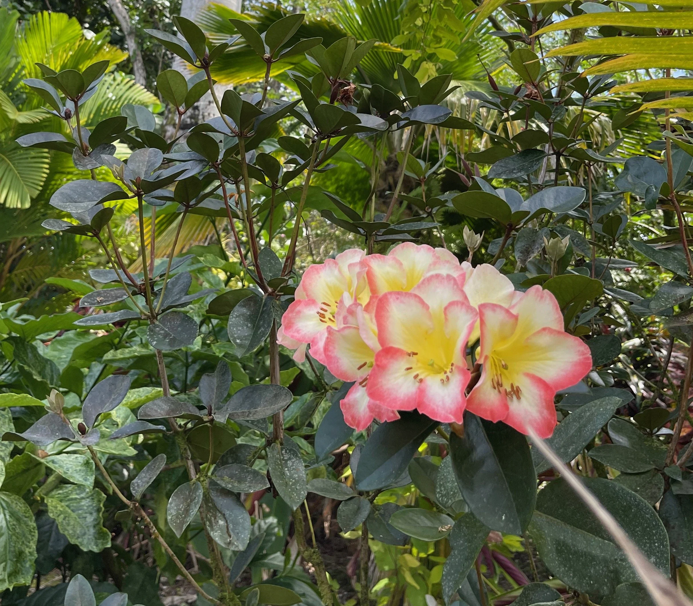 Rhododendron vireya 'Cara Mia' (1).jpeg