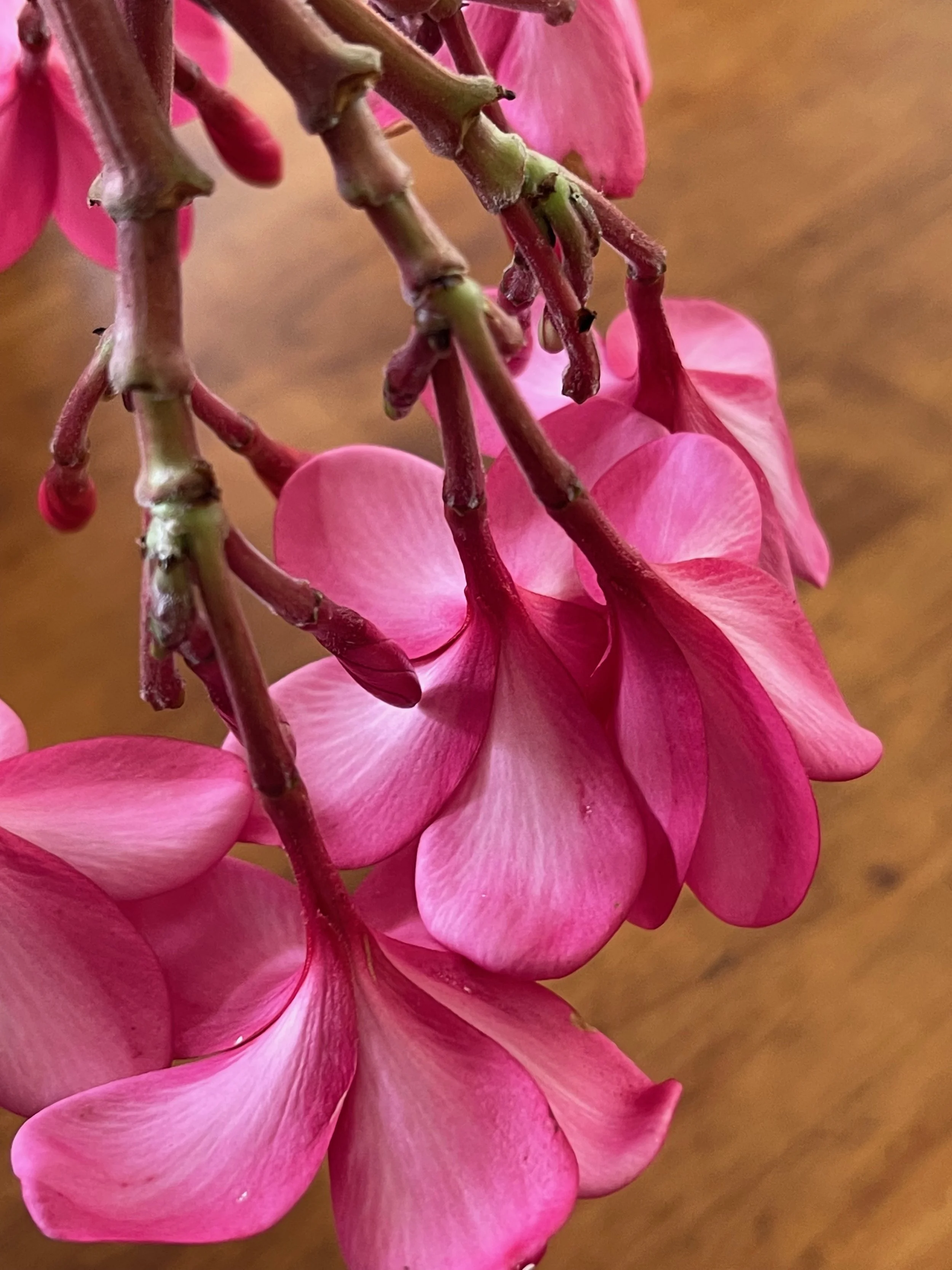 Plumeria rubra 'Laguna Pink' ('Plastic Pink' - ('Royal Hawaiian') (2).jpeg