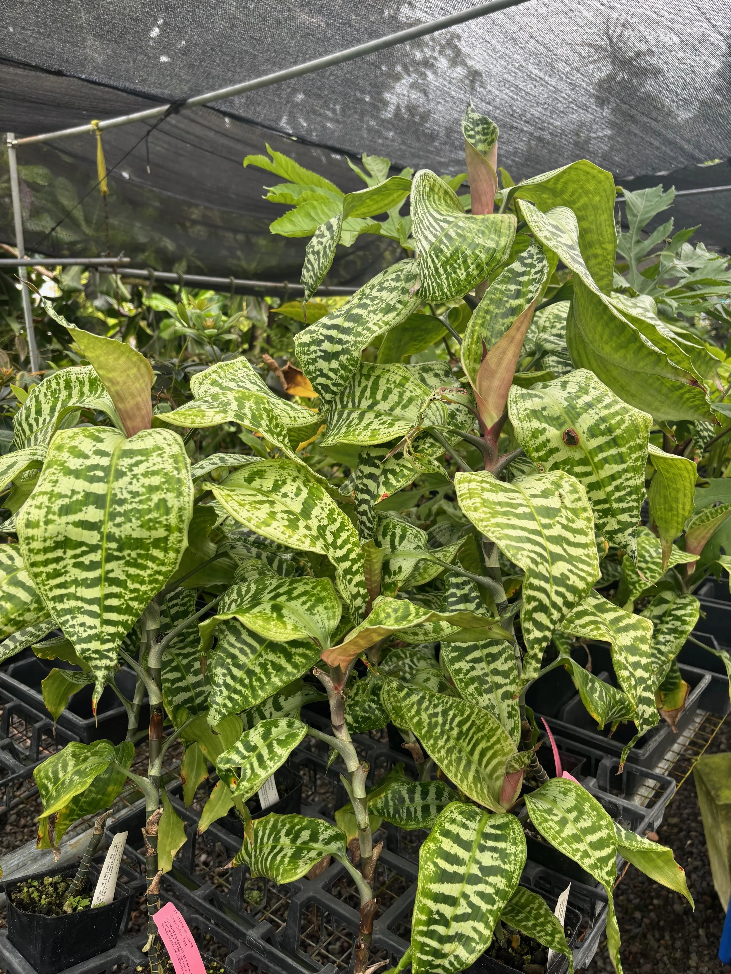 Dracaena goldieana.jpeg