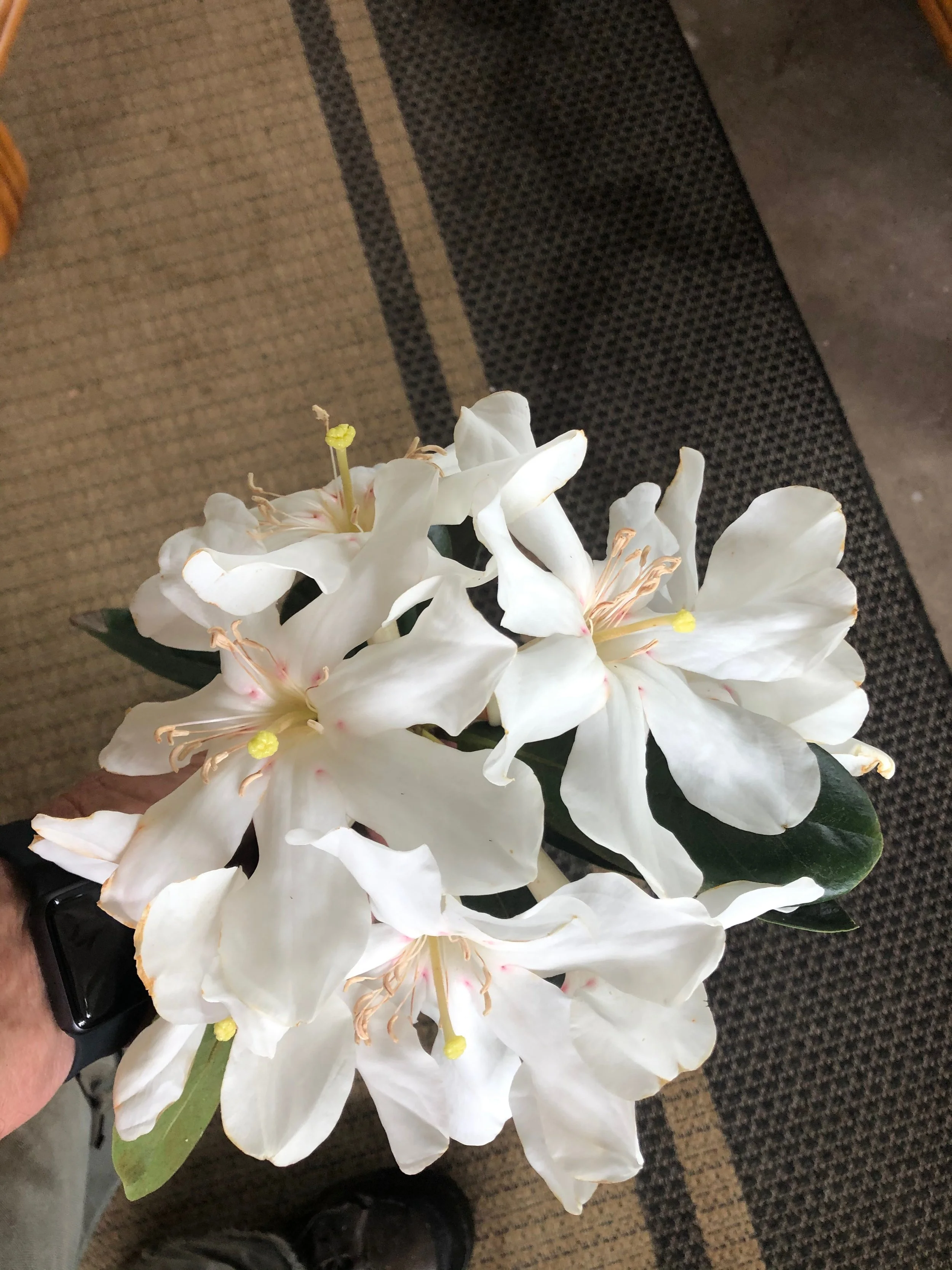 Rhododendron vireya 'Lake Habbema'.jpeg