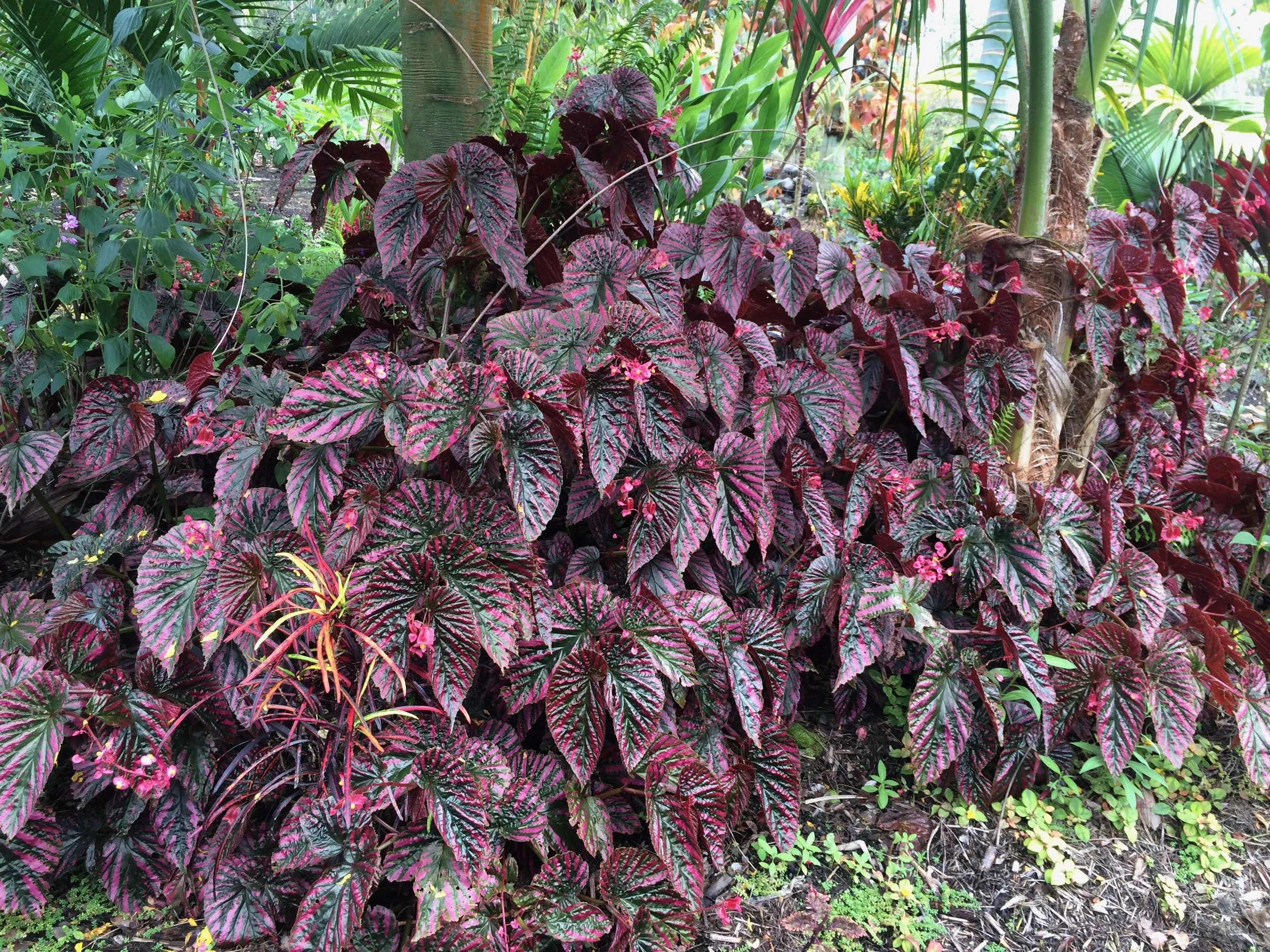 Begonia exotica.jpeg