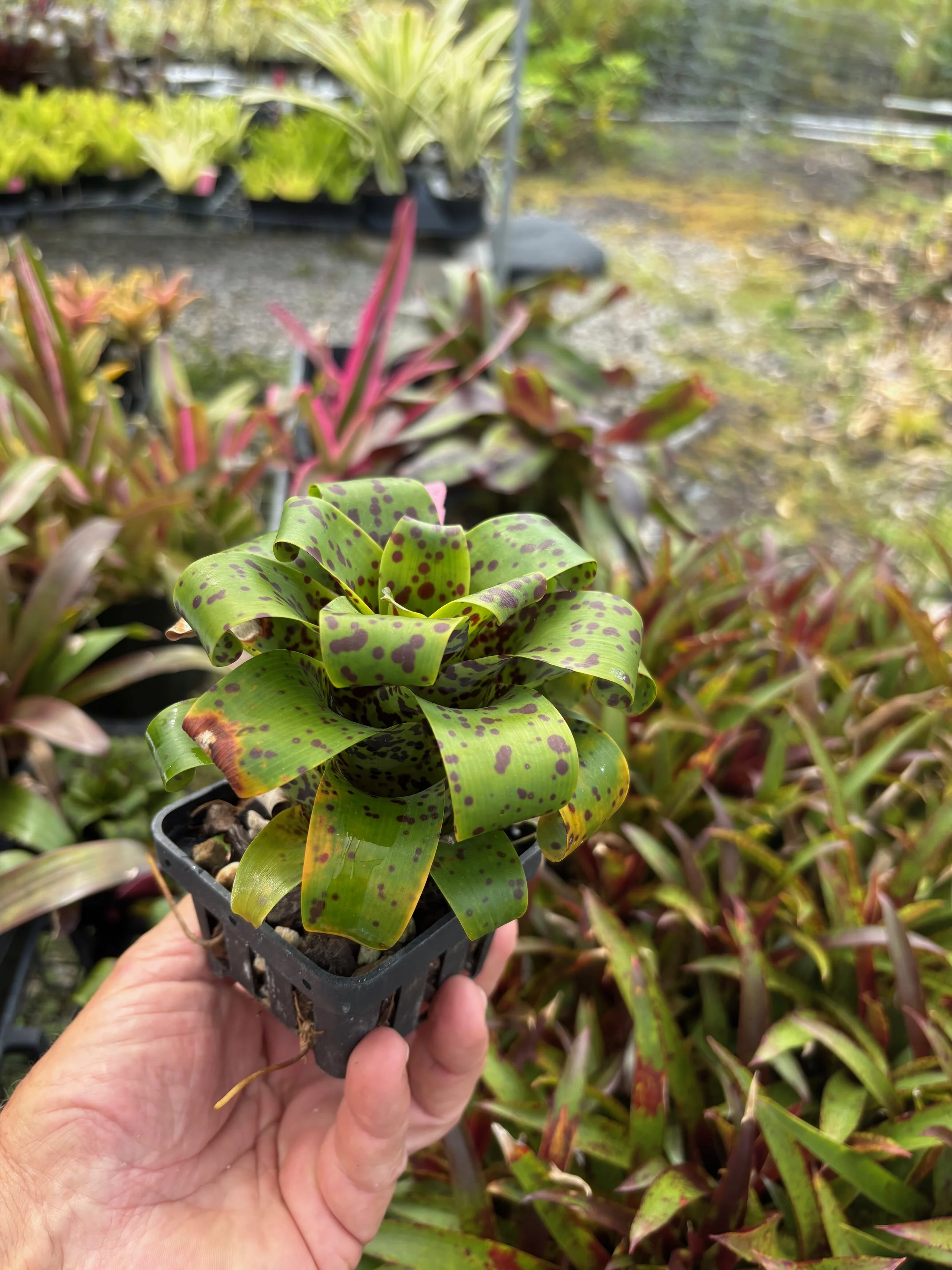 Vriesea racinae (1).jpeg