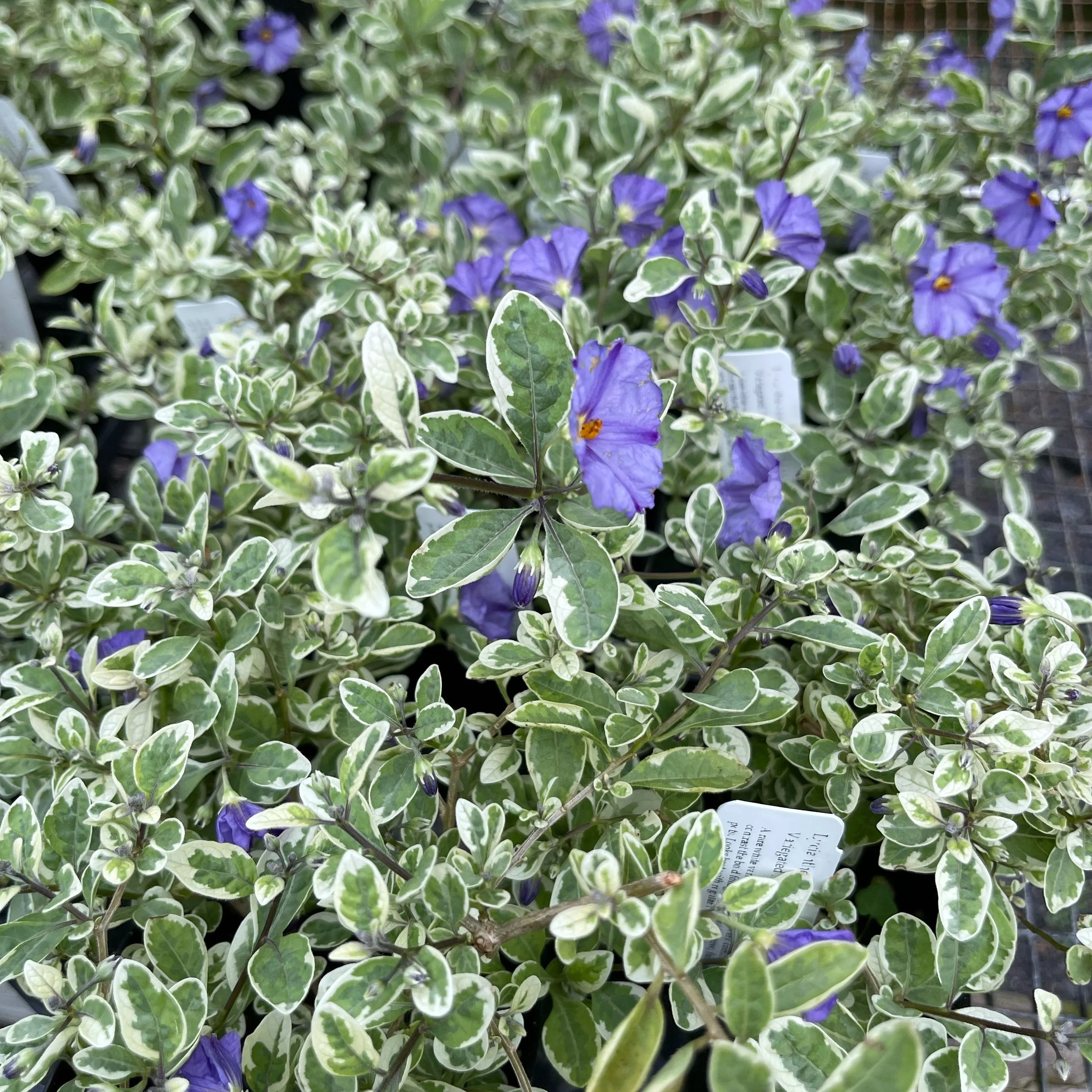 Lycianthes rantonnetii  'Lynn's Variegated' (Solanum) (1).jpeg