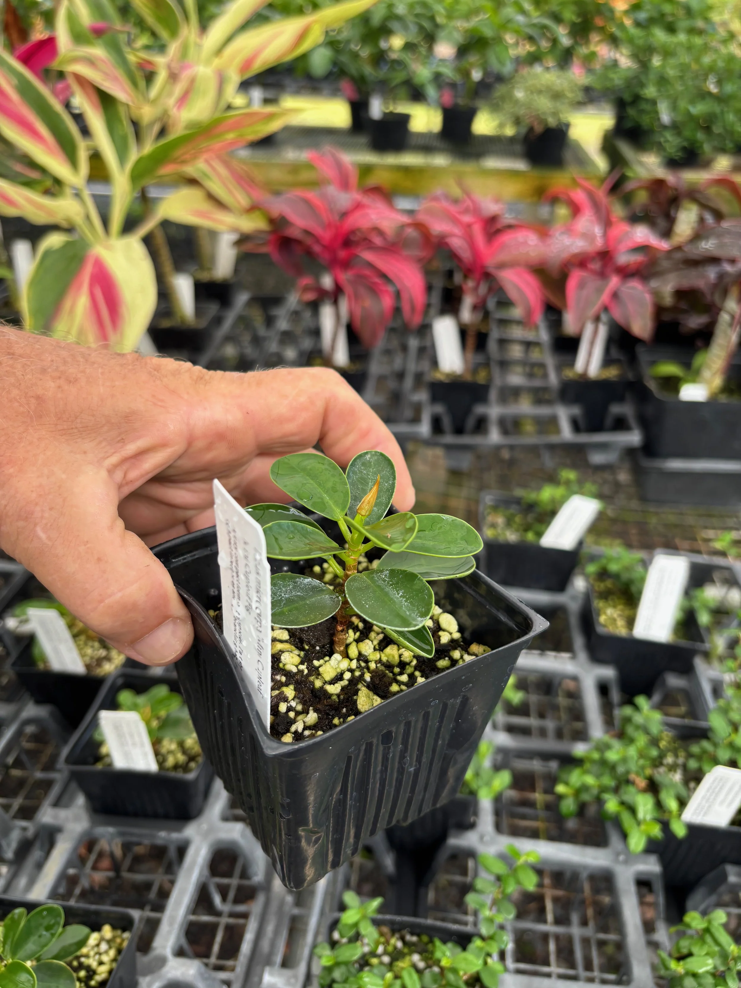 Ficus microcarpa 'Mini Cupleaf' — Vintage Green Farms with Tom Piergrossi