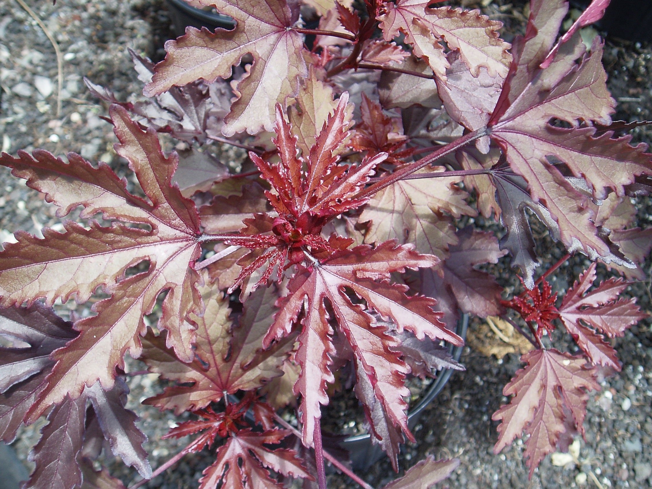 Hibiscus acetosella (1).jpeg