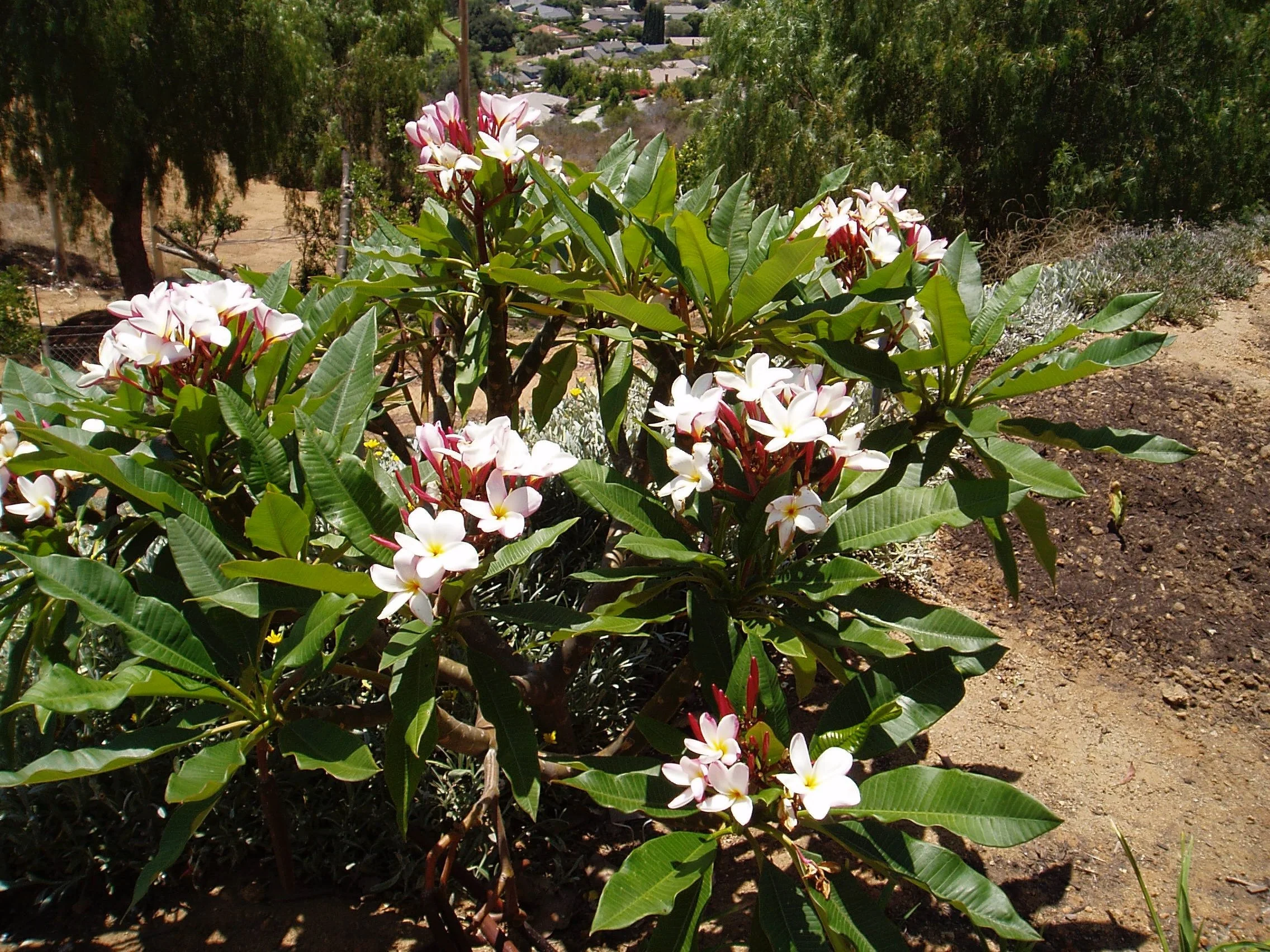 Plumeria rubra ‘Slaughte.jpeg