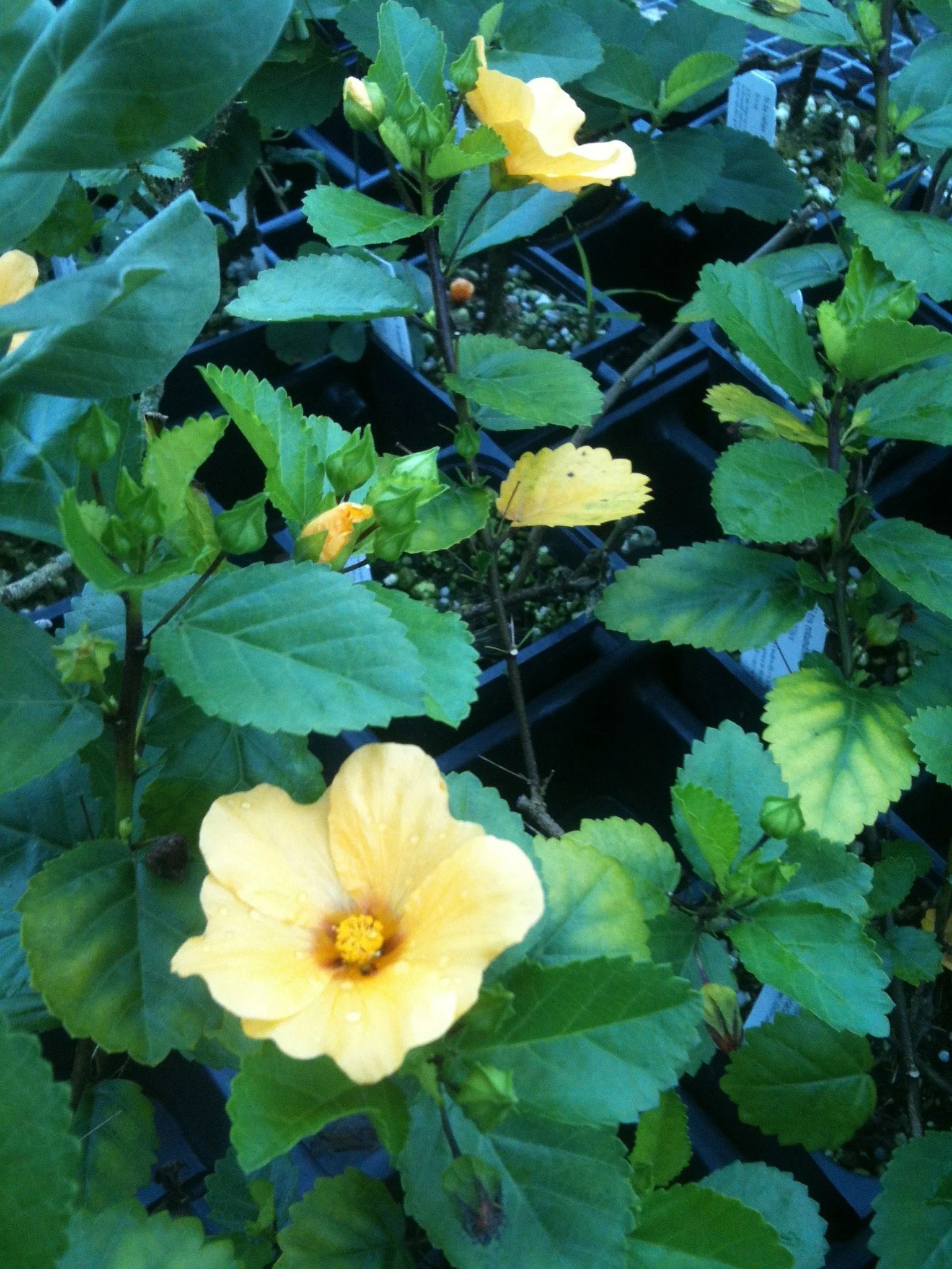 Sida fallax ‘Black Coral’ — Vintage Green Farms with Tom Piergrossi