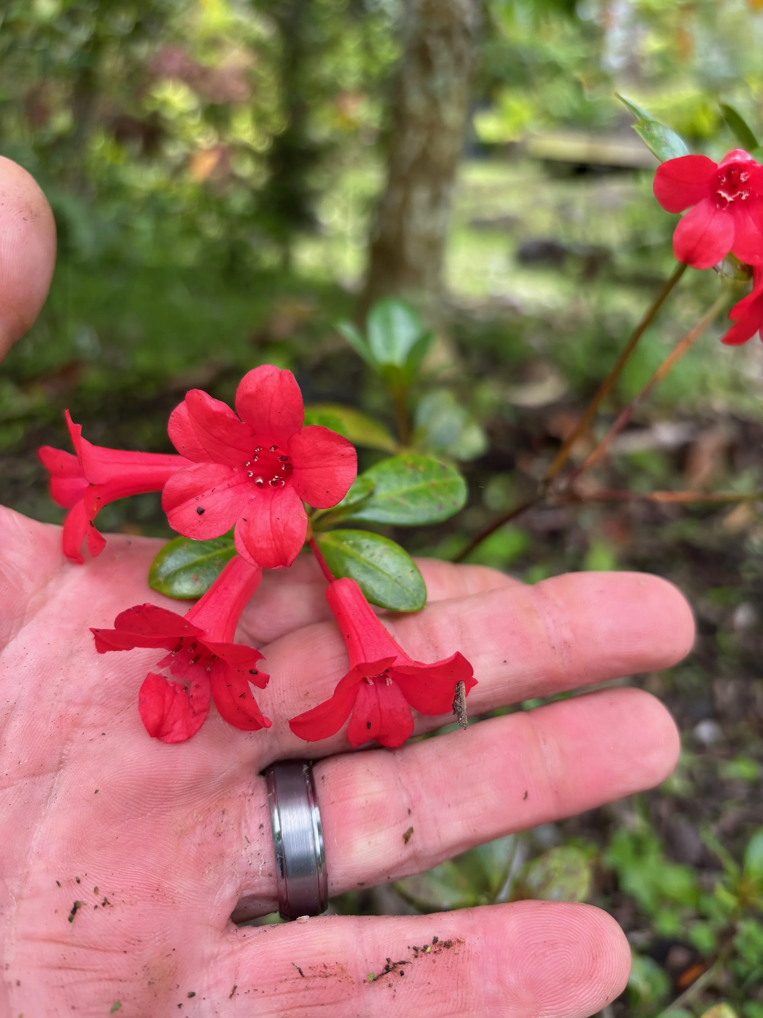 Rhododendron vireya 'Littlest Angel'.jpeg