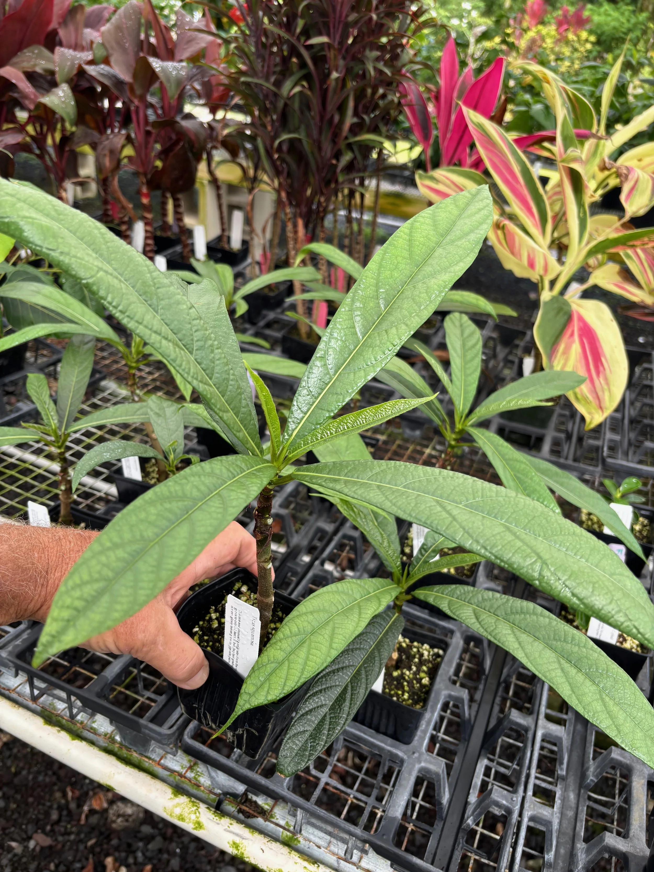 Ficus squamosa.jpeg