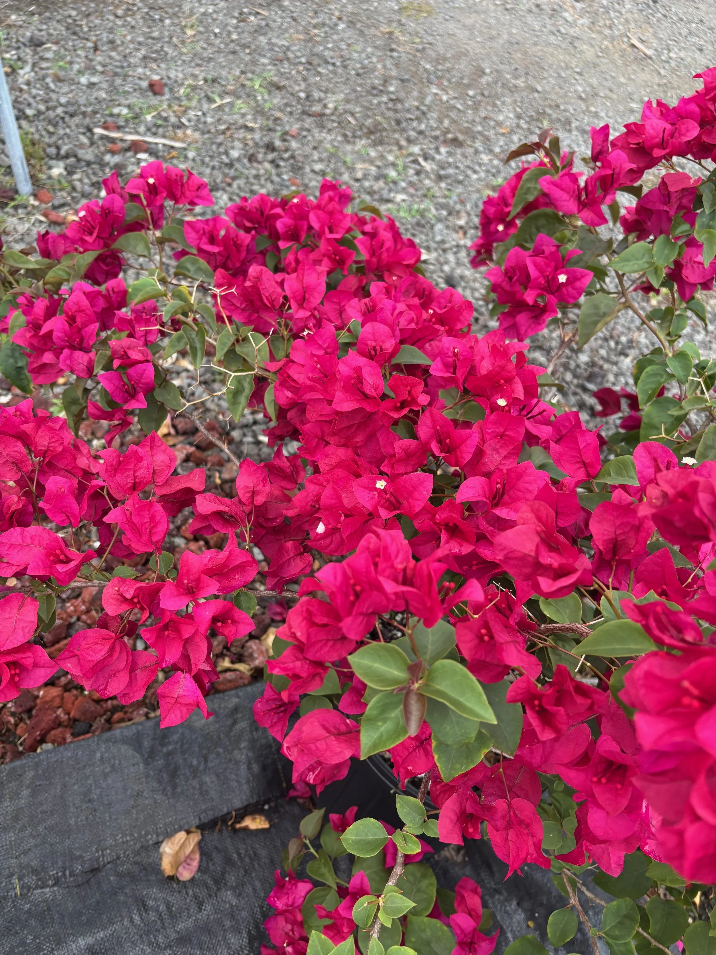 Bougainvillea 'Burgundy' (1).jpeg