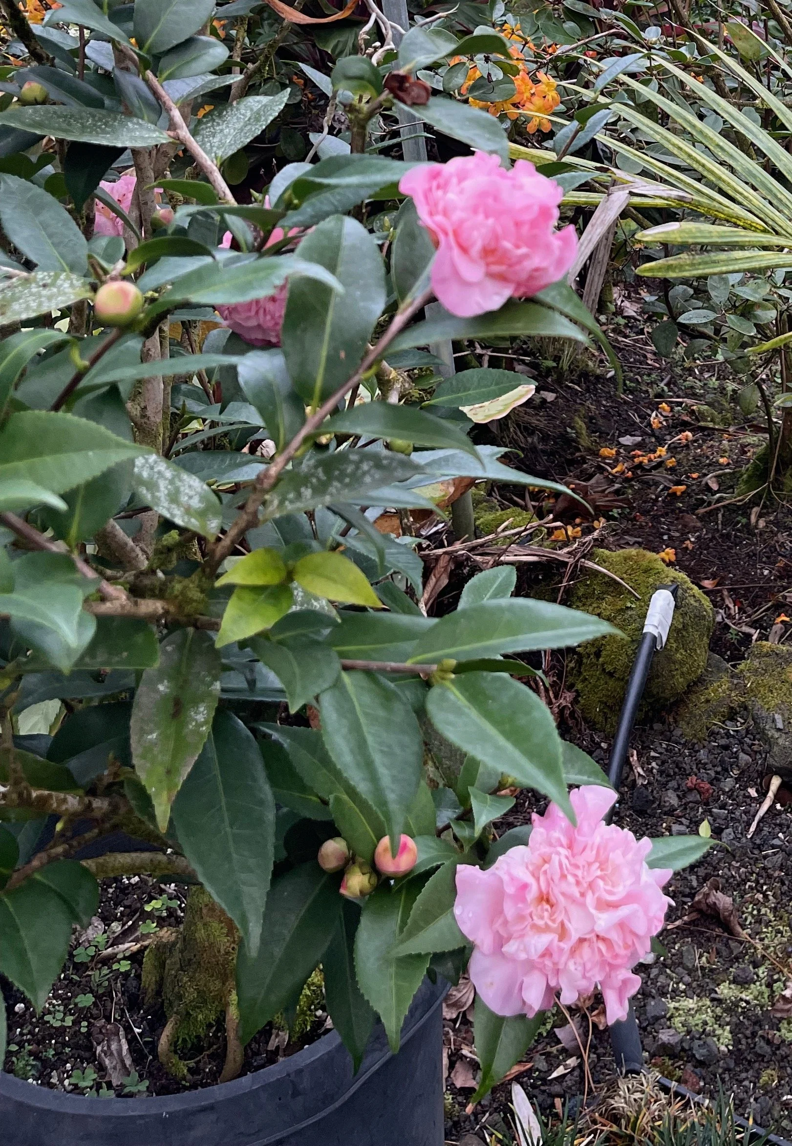 Camellia lutchuensis x ‘High Fragrance’ (3).jpeg