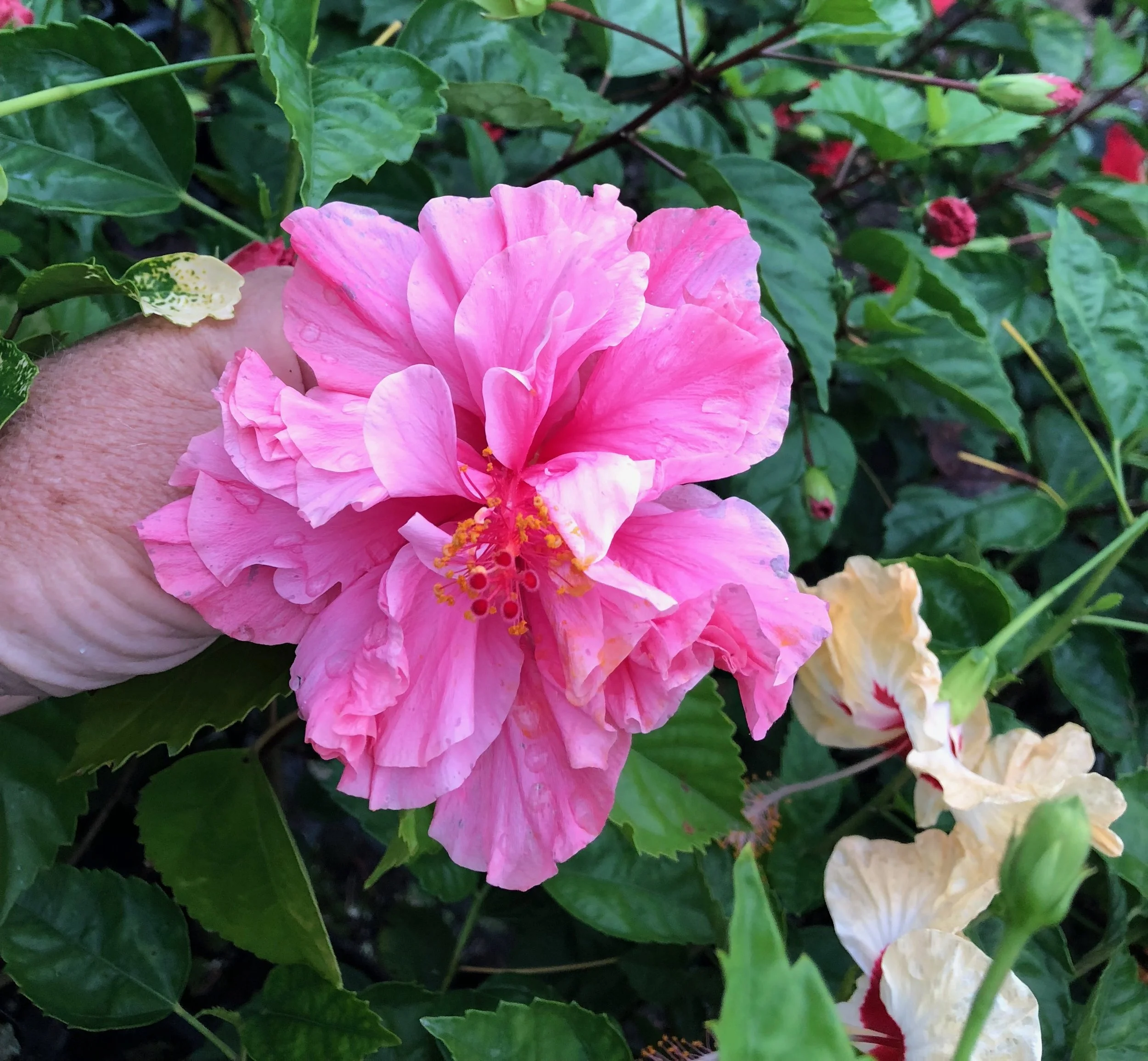 Hibiscus rosa-sinensis 'Kona'.jpeg