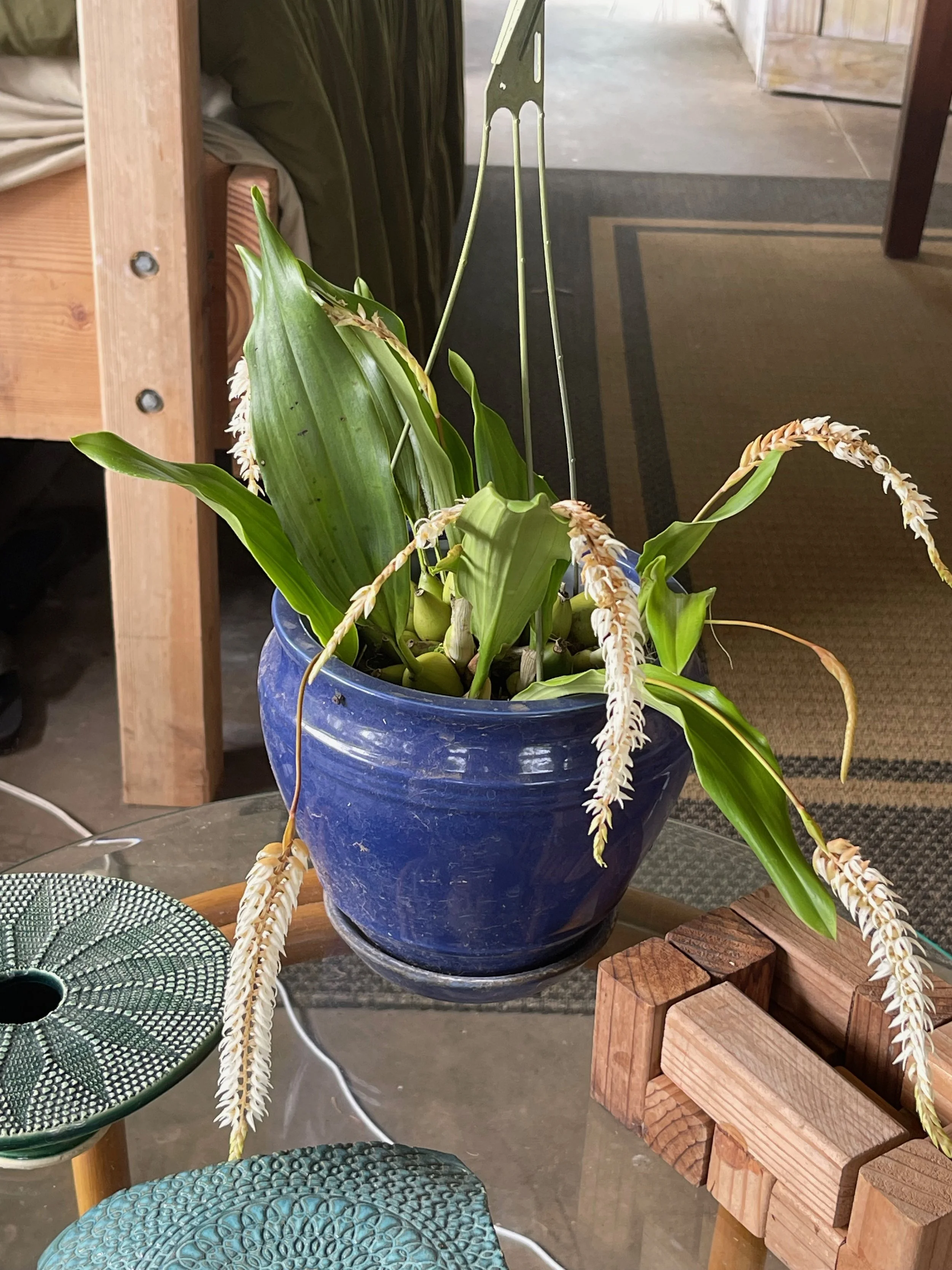 Dendrochilum glumacium (2).jpeg