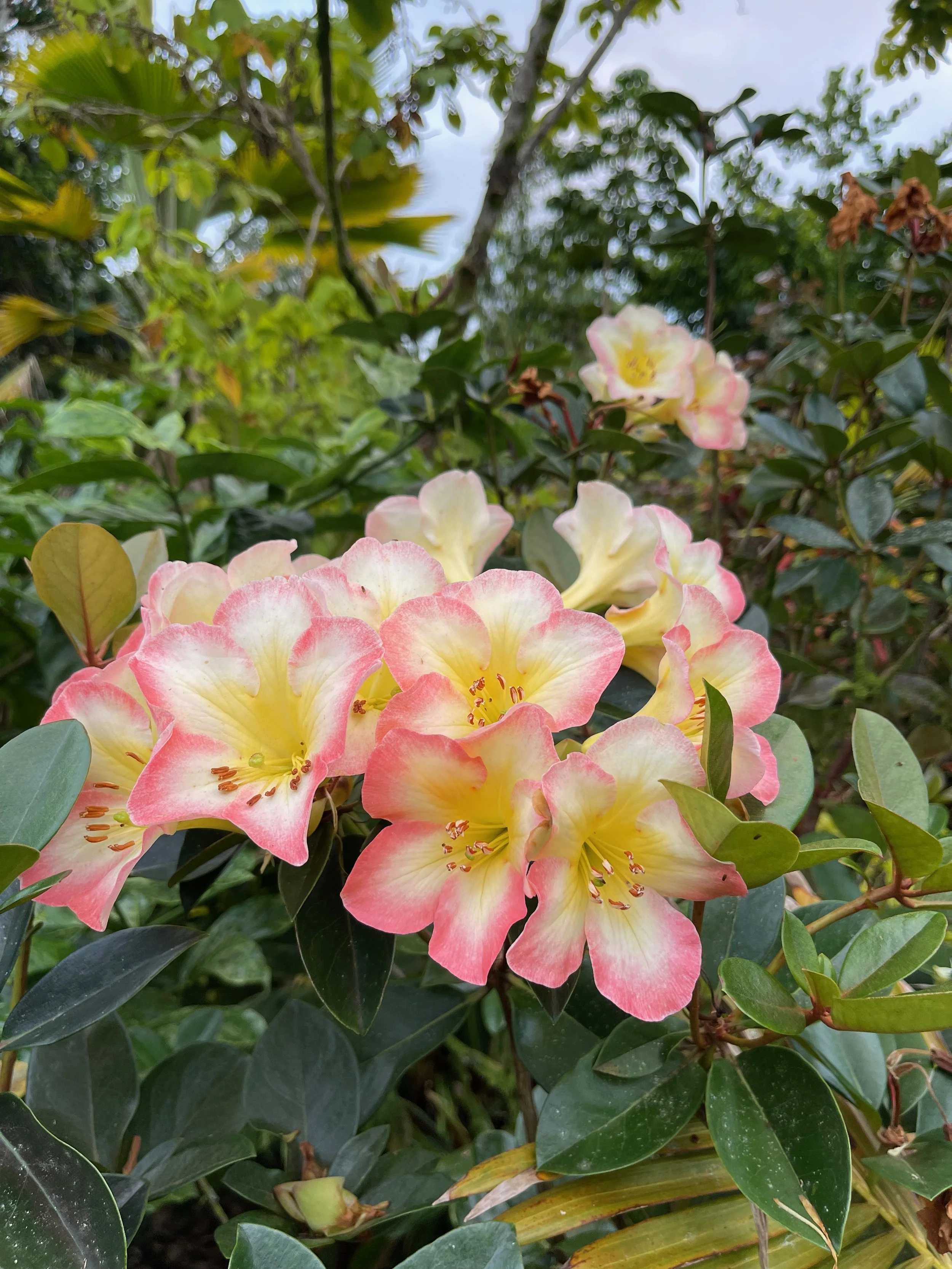 Rhododendron vireya 'Cara Mia'.jpeg