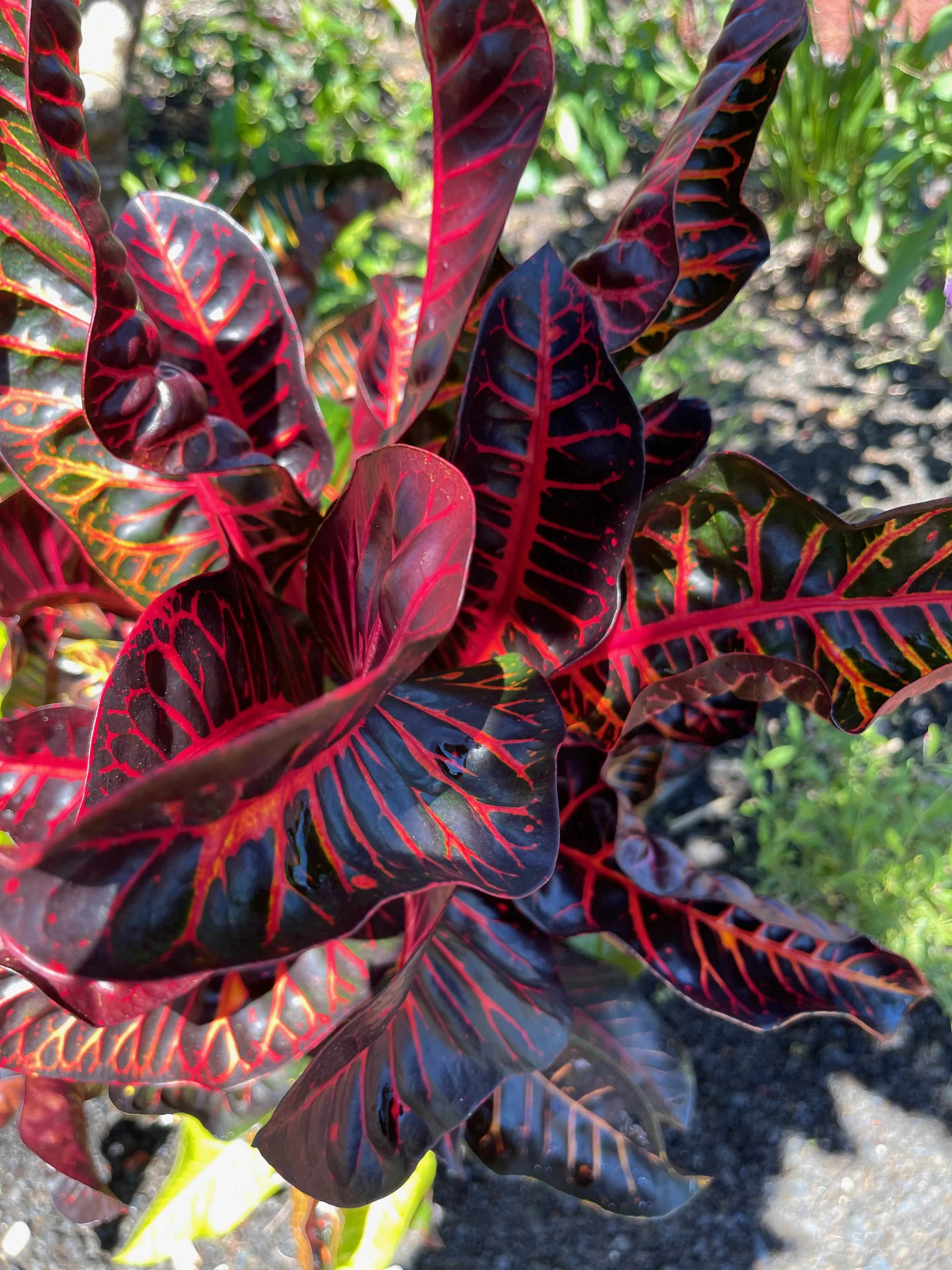 Codiaeum 'Captain Gilbert Cultler' (3).jpeg