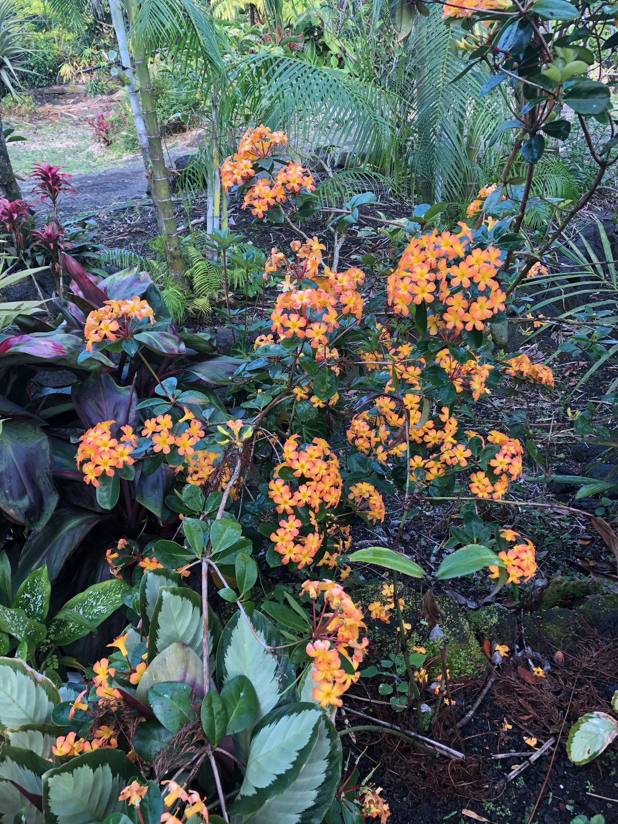 Rhododendron vireya (02) (Pale Orange, small) (5).jpeg