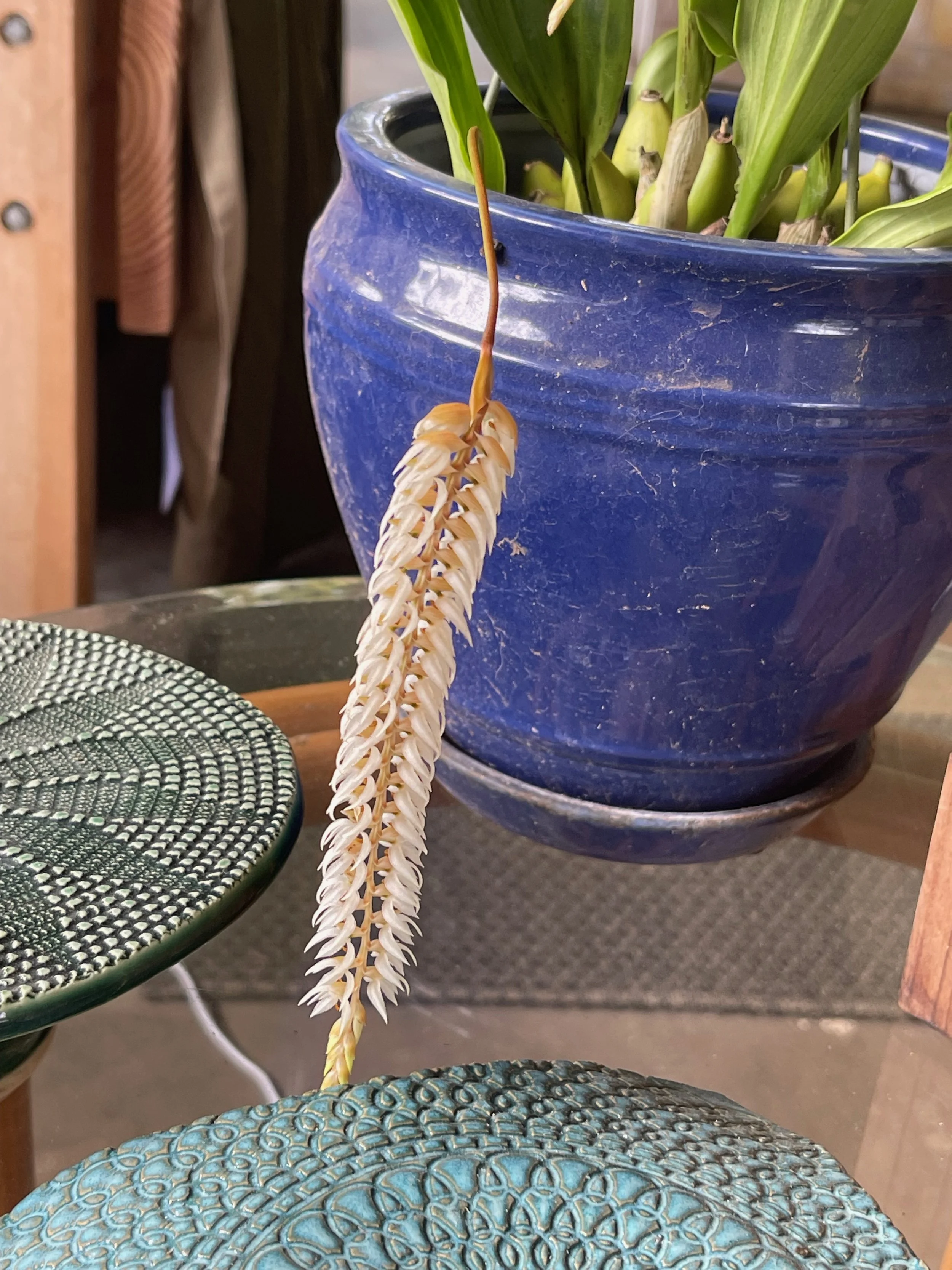 Dendrochilum glumacium (1).jpeg