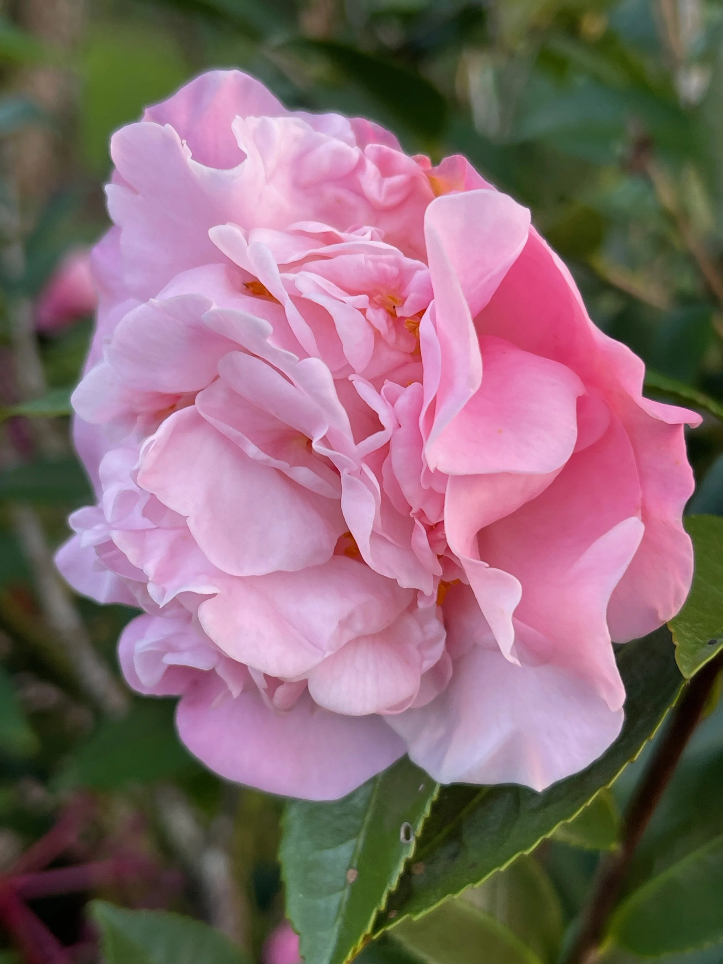 Camellia lutchuensis x ‘High Fragrance’.jpeg