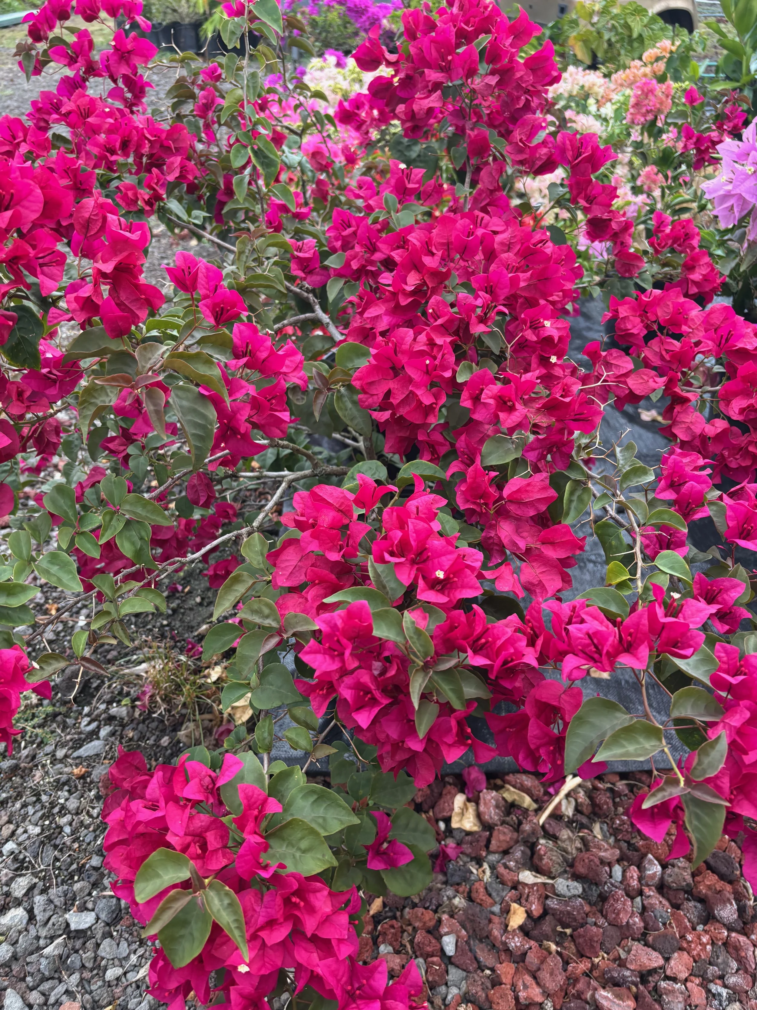 Bougainvillea 'Burgundy' (2).jpeg
