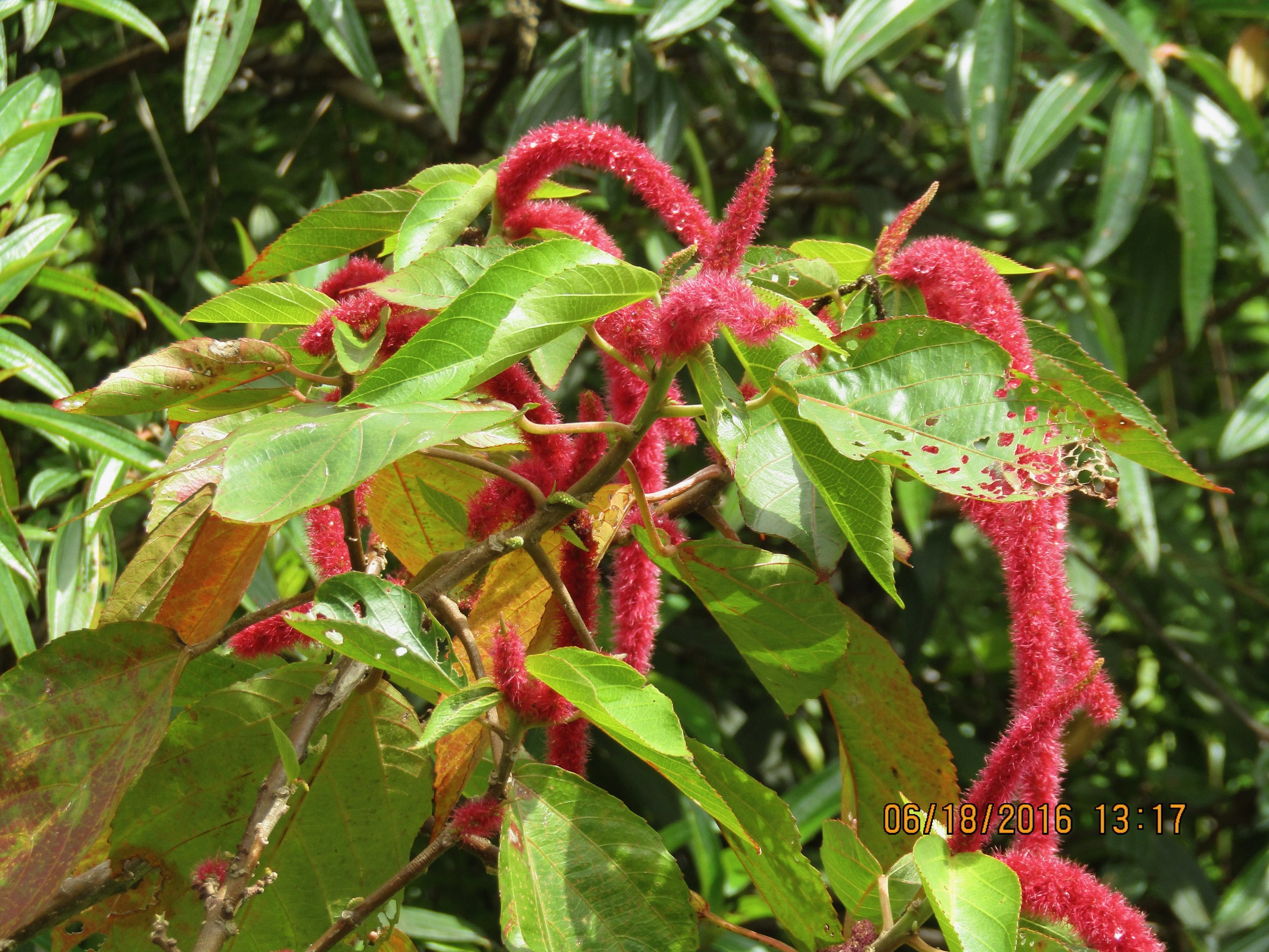 Acalypha hispida (1).jpeg